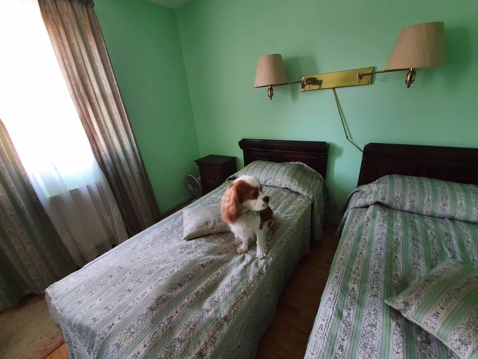 Casa Wagner Dog Friendly Hotel in Sighisoara