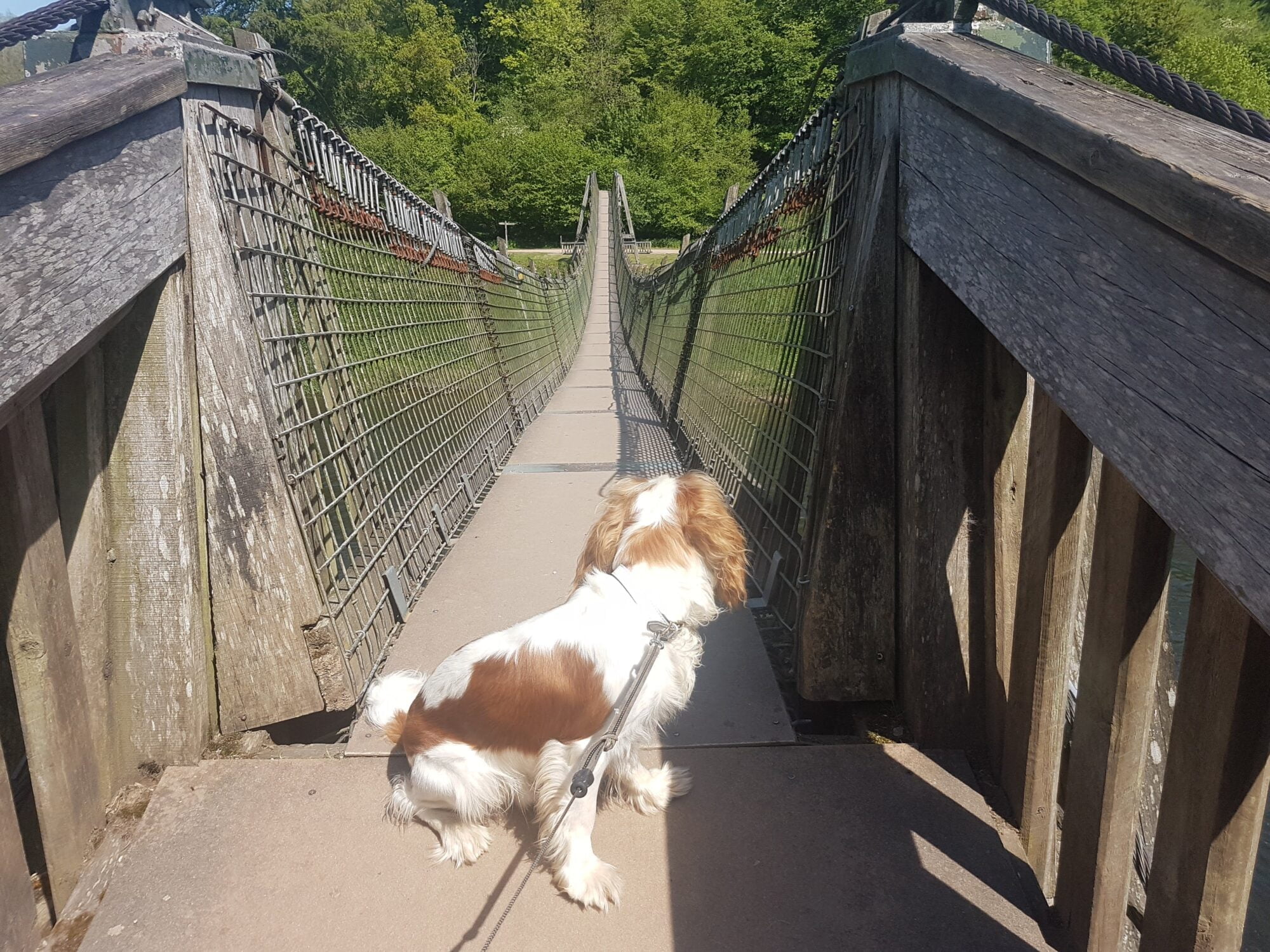Dog Biblins Bridge