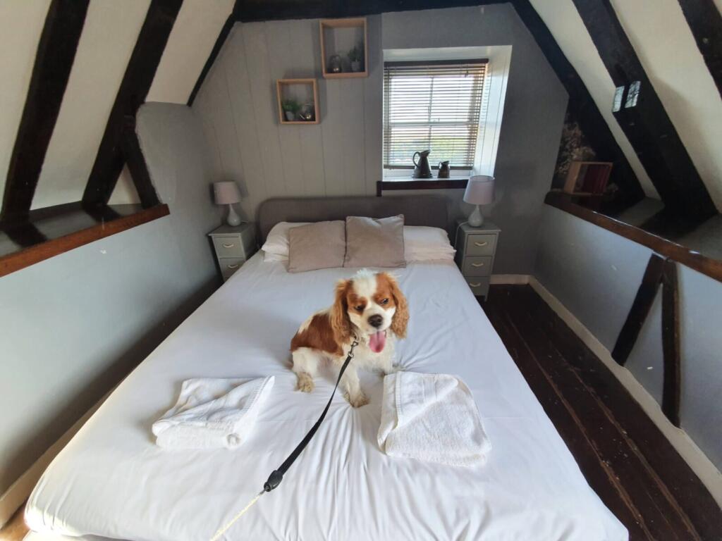 Dog Friendly Hotel Lewes
