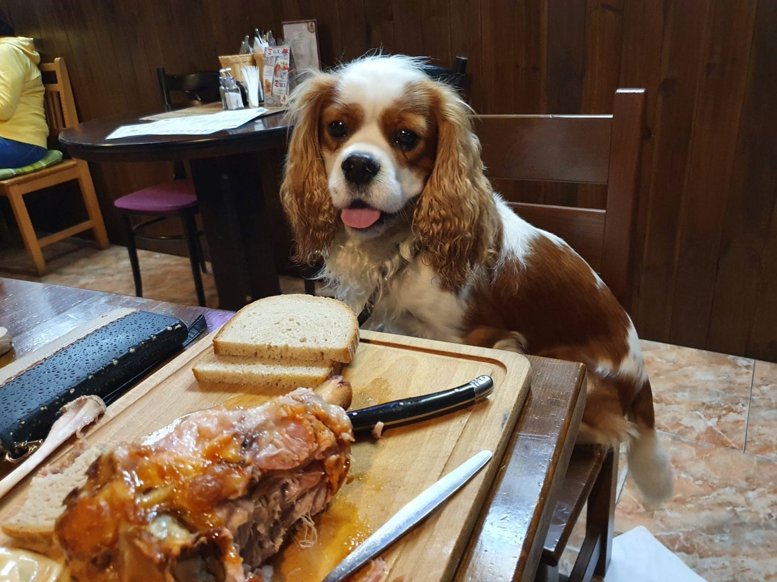 Dog admiring pork knuckle