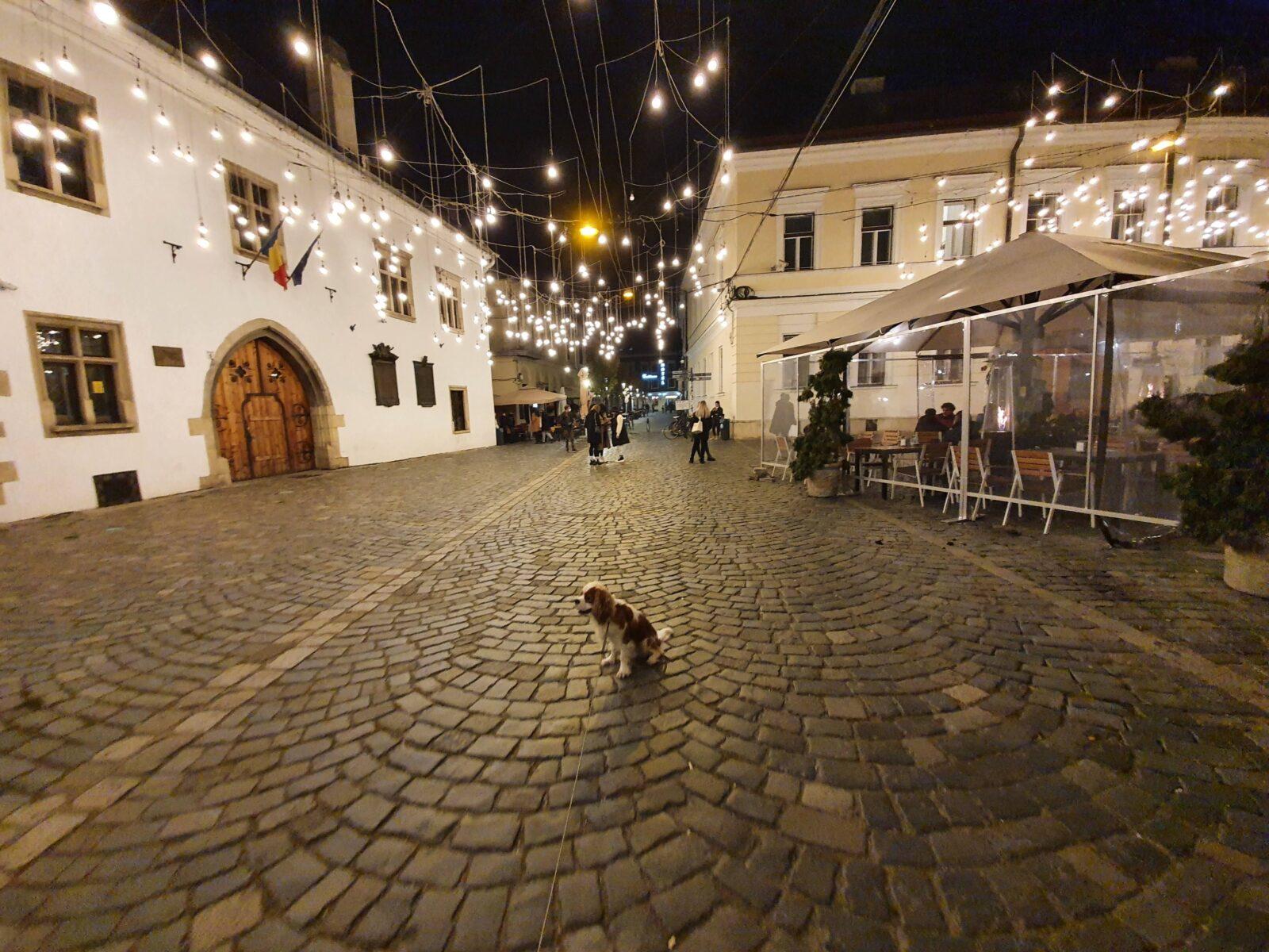Dog Friendly Nightlife in Cluj-Napoca