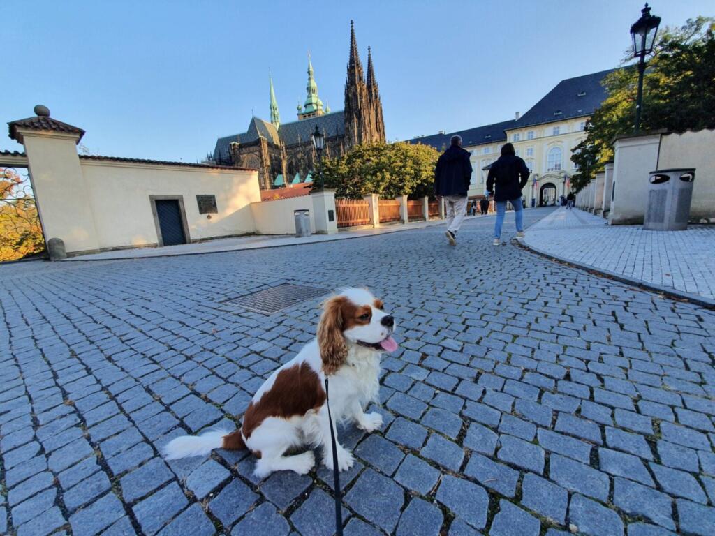 Prague Castle Dog Walk