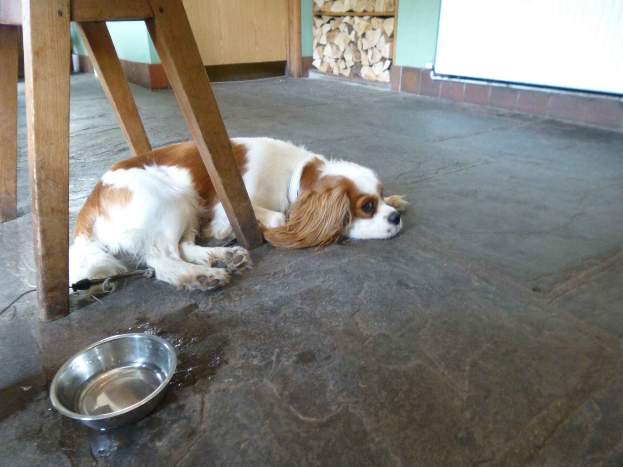Saracen's Head Dog Friendly