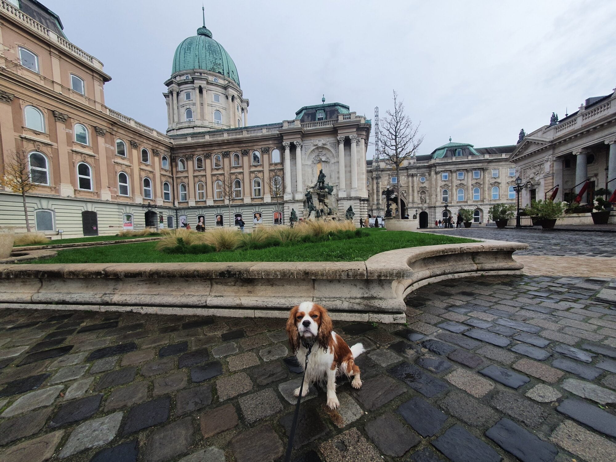 Buda Castle Dog Walk