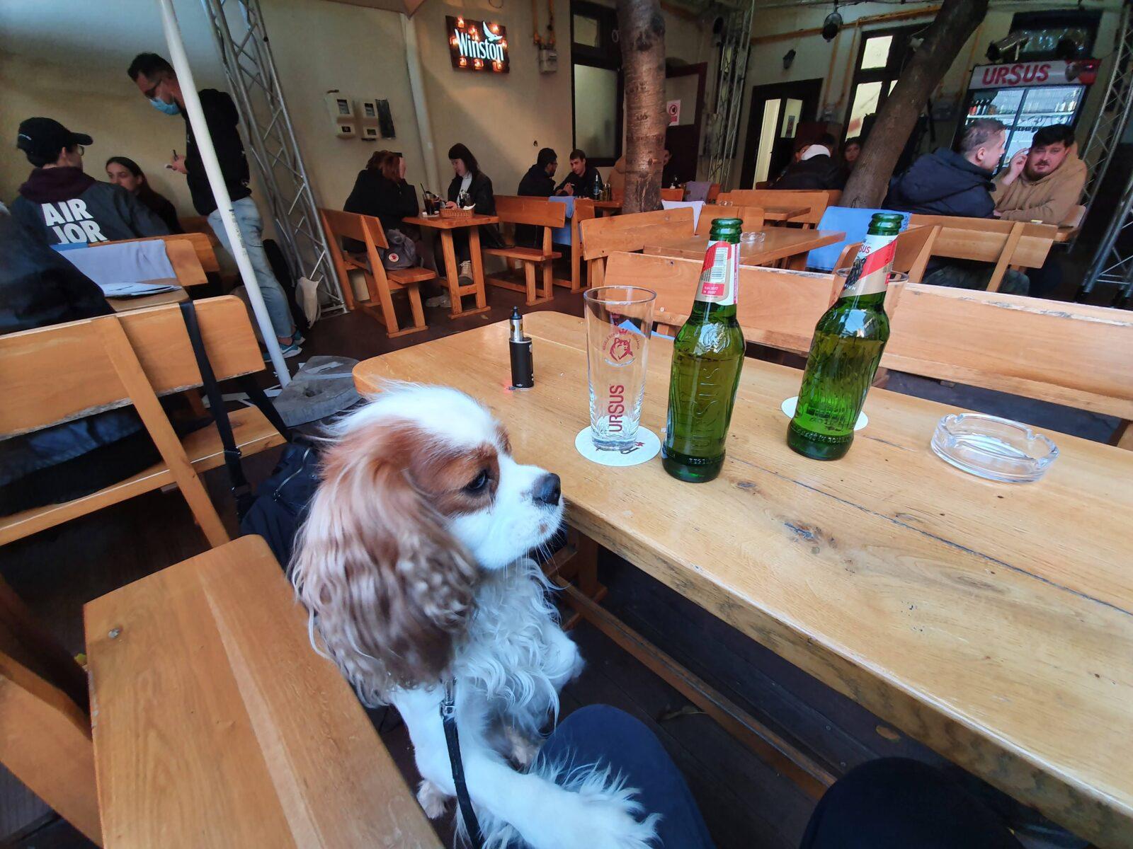 Dog-Friendly-Shadow-Bar