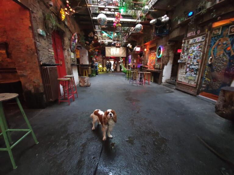 Dog Friendly Szimpla Kert Budapest