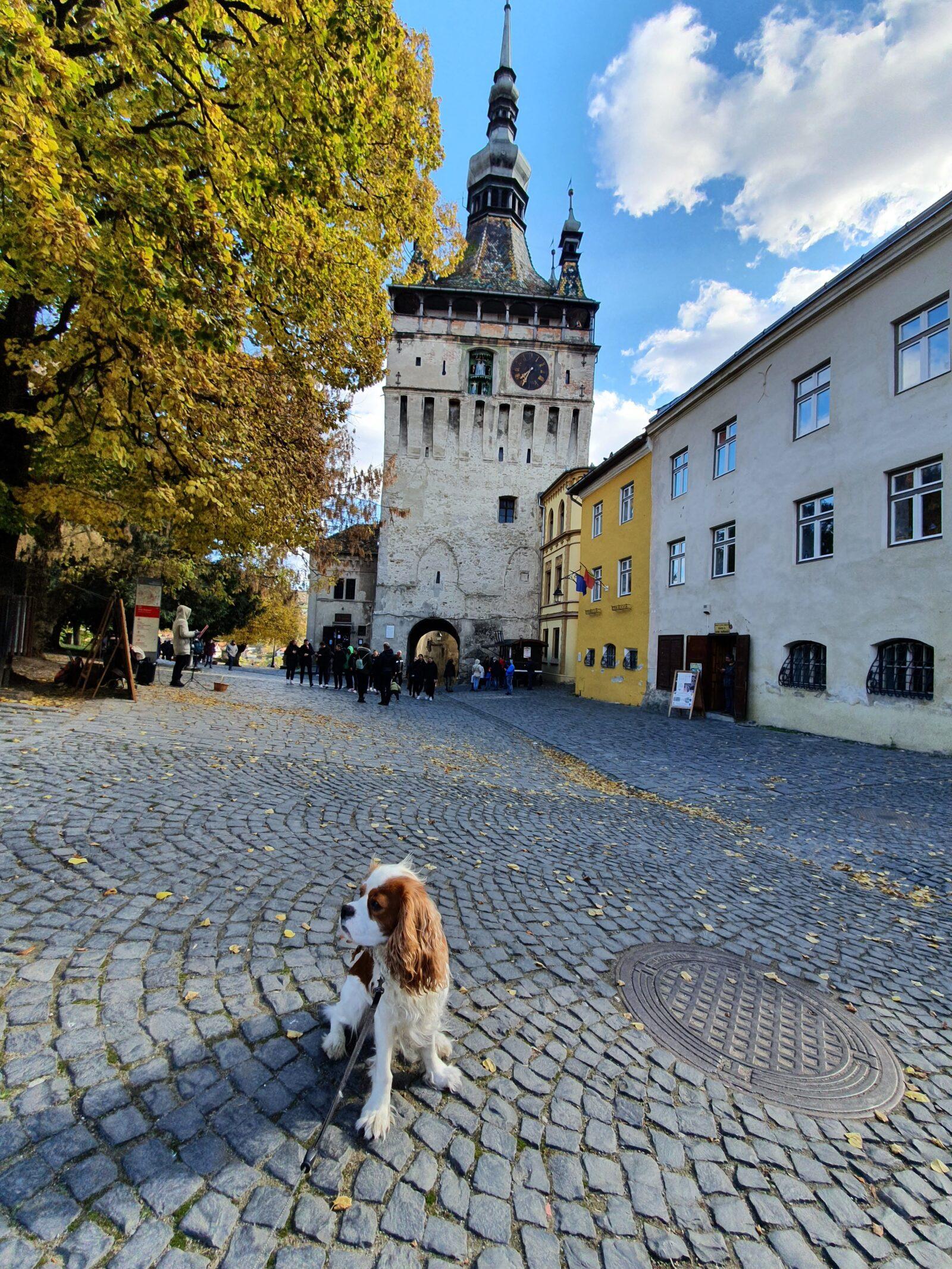 Dog Walk Sighisoara Clock Tower