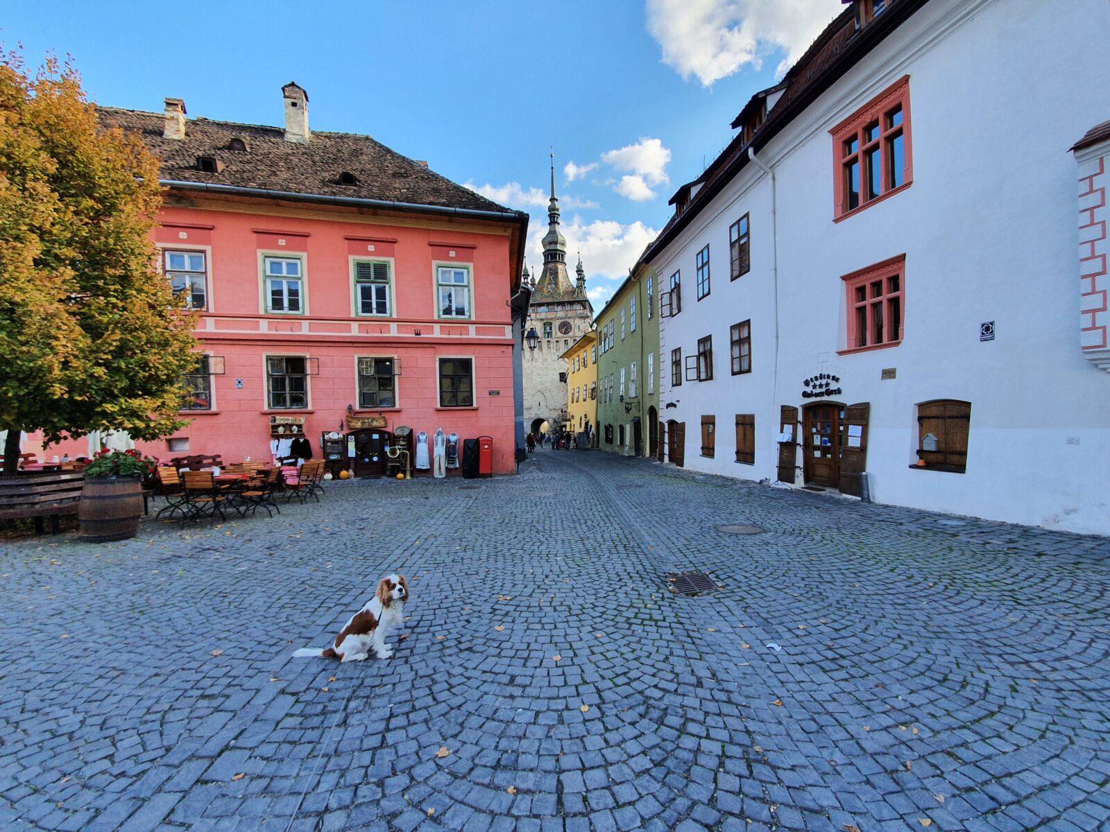 Dog in Sighisoara