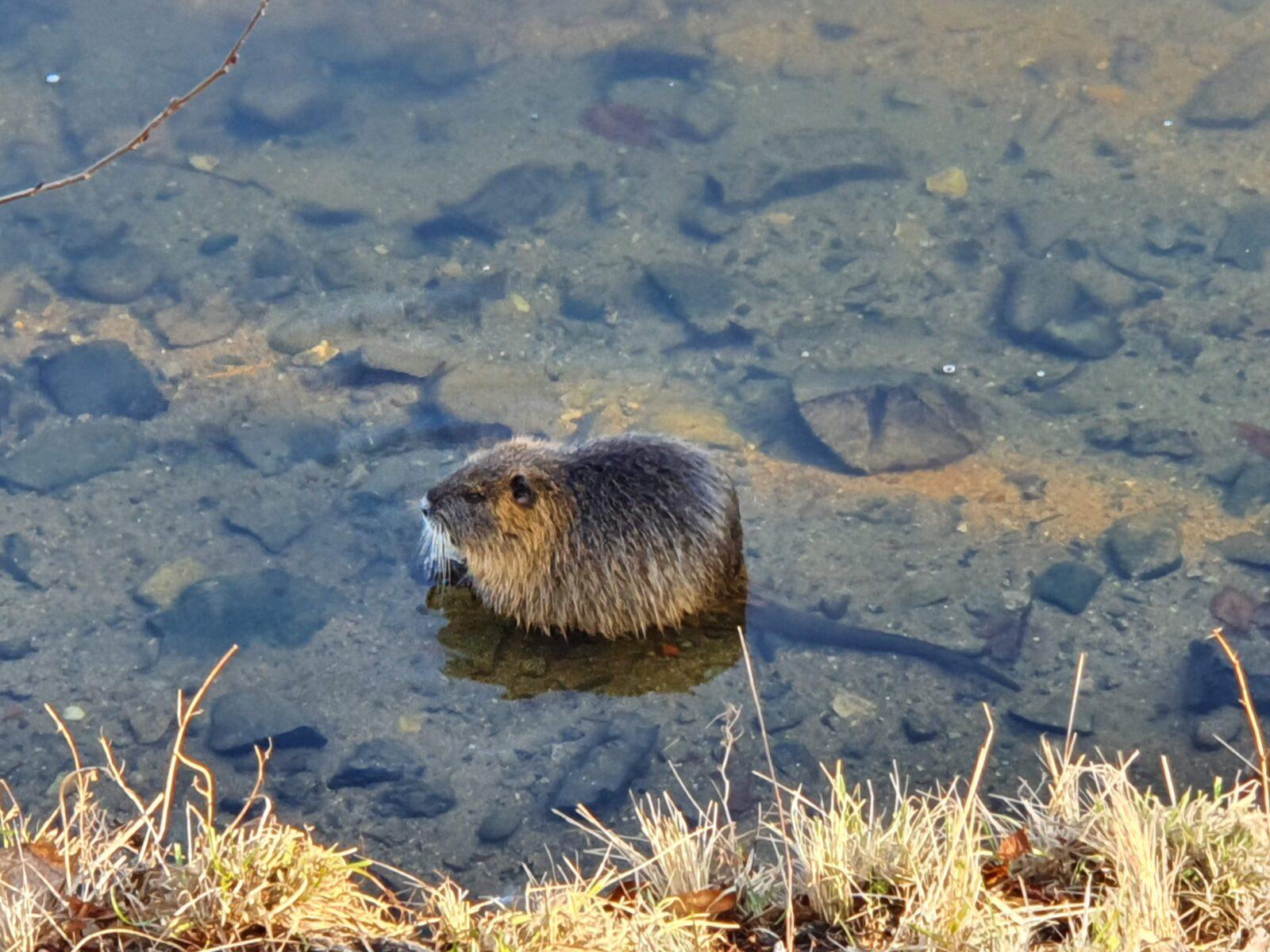 See the Muskrats
