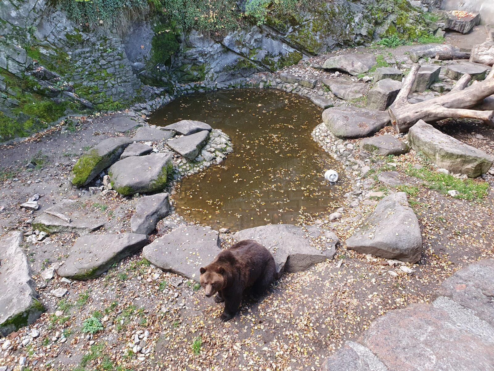 Bear Moat