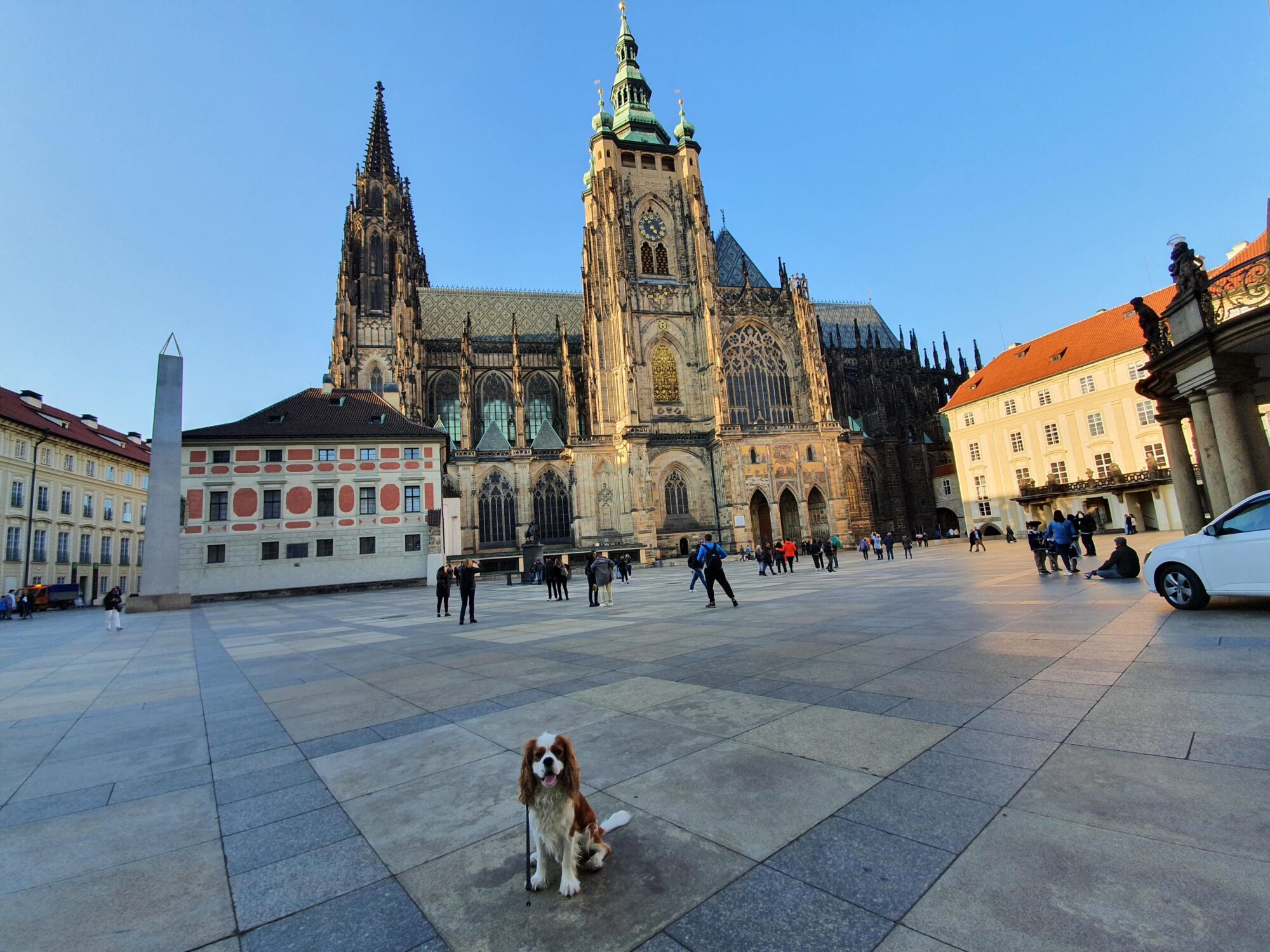 St Vitus Cathedral Dog