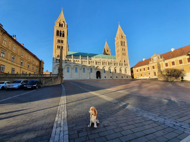 Dog Cathedral