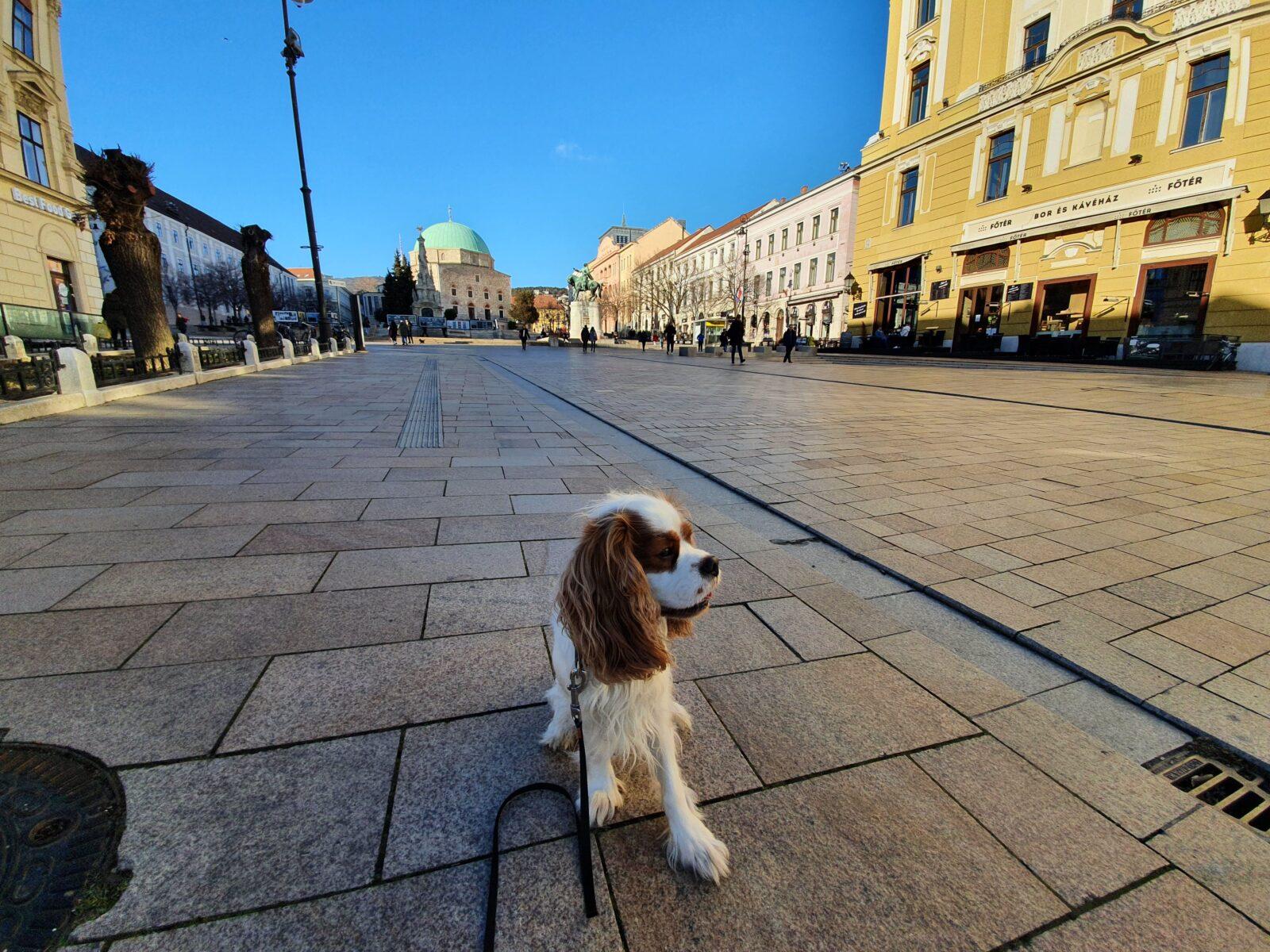 Dog Friendly Pecs