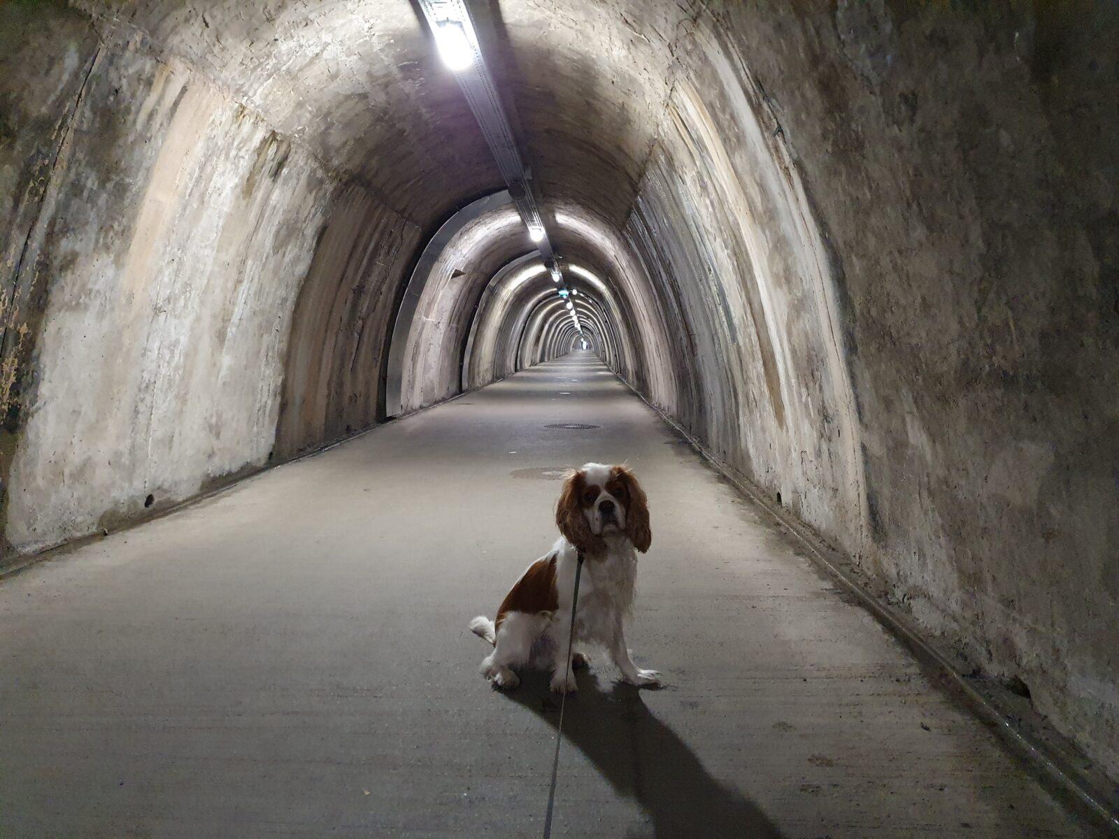 Dog Tunnels Zagreb