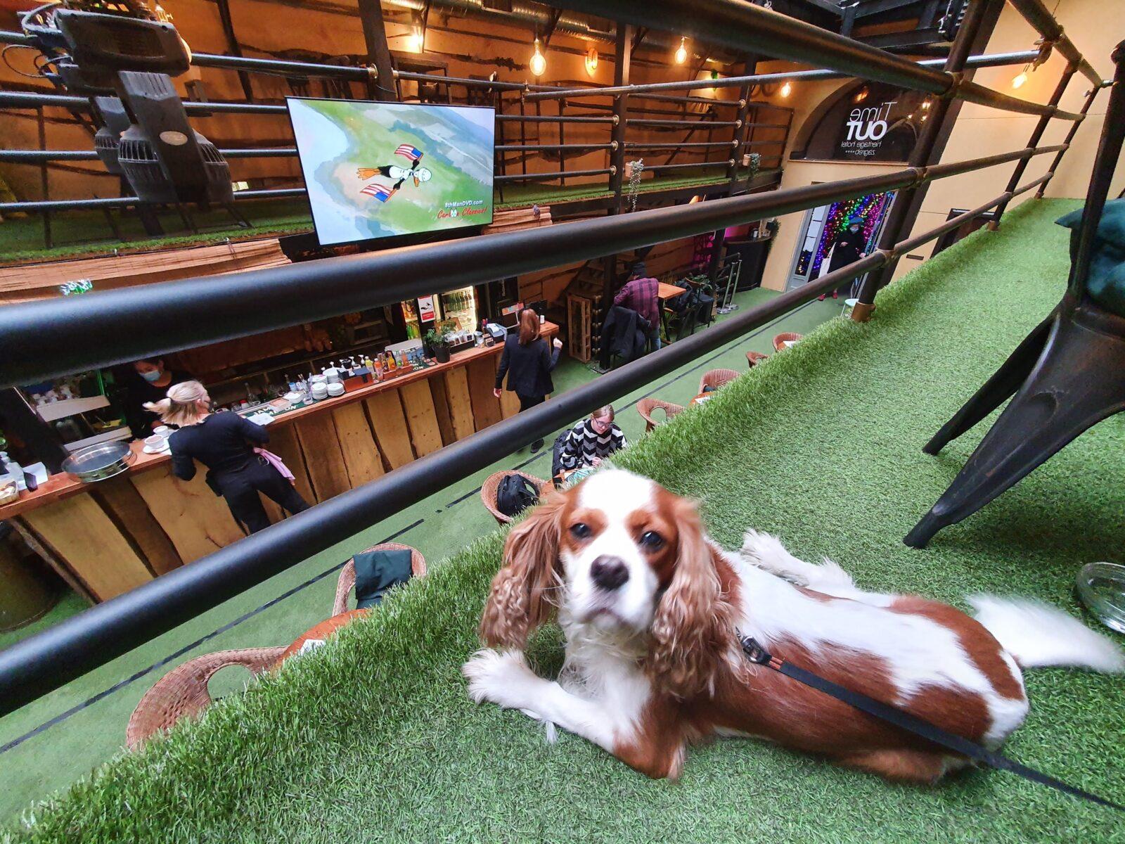 Dog hostel
