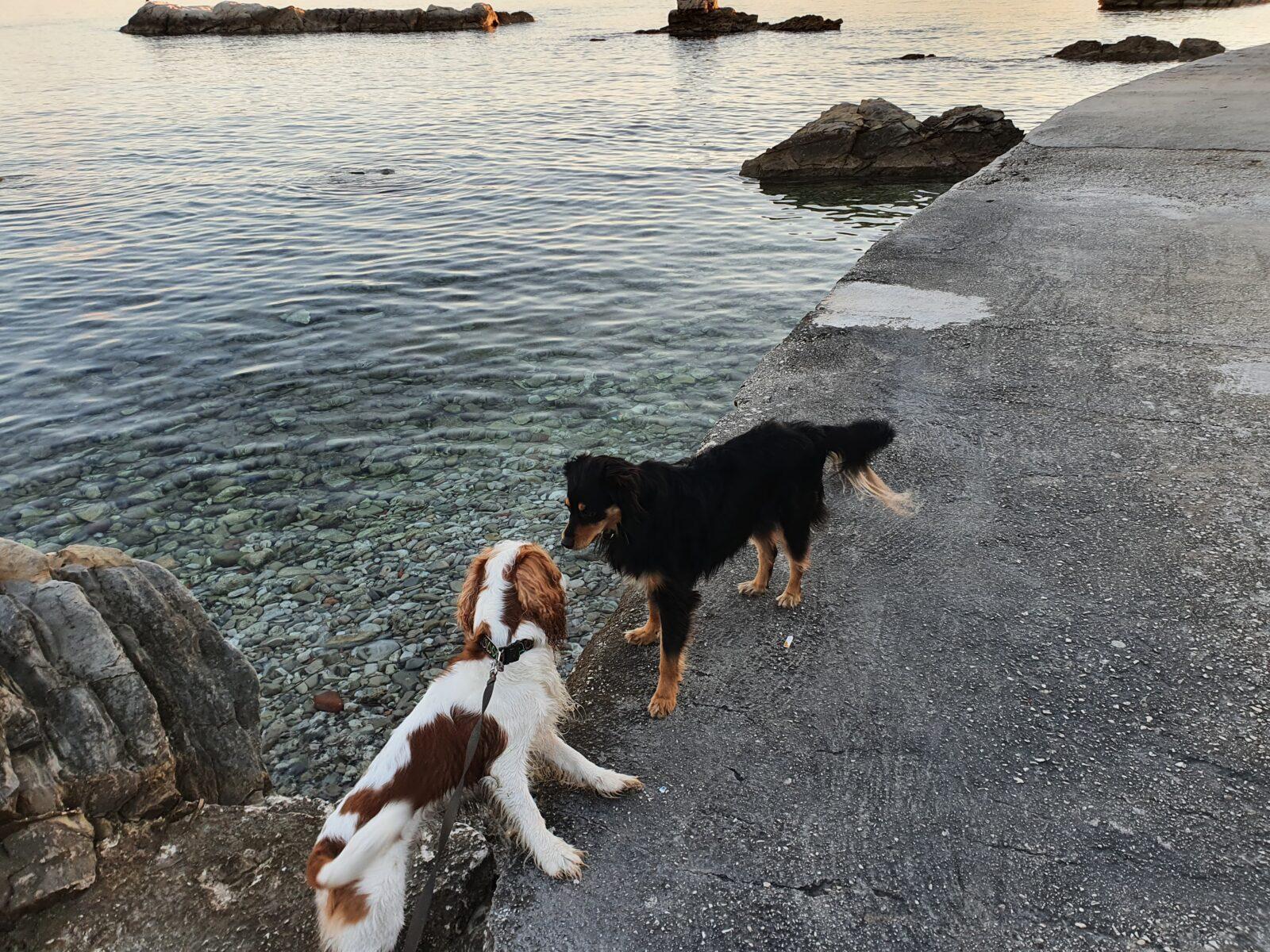 Visit Croatia With a Dog