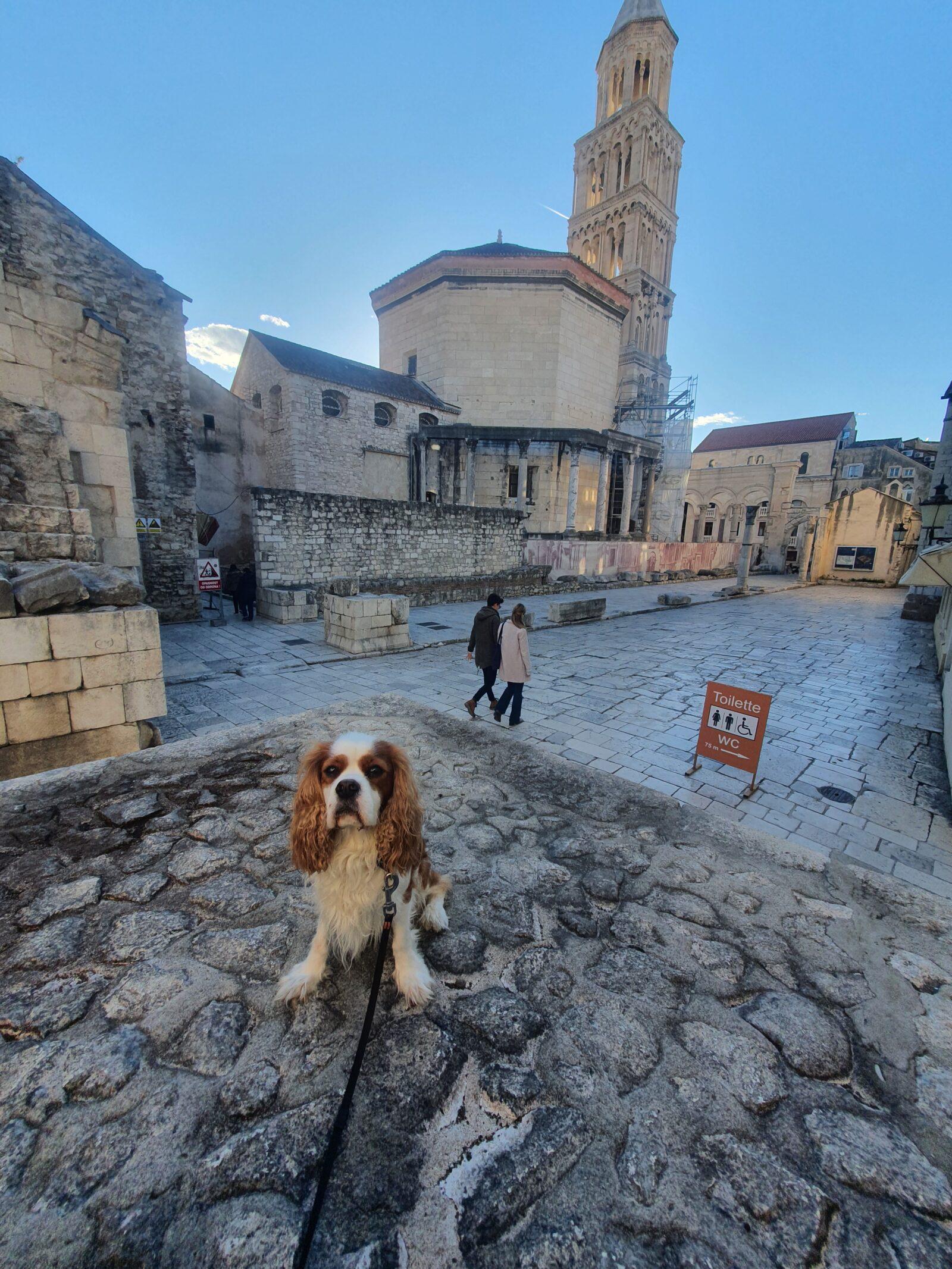 Dog in Split UNESCO World Heritage Site