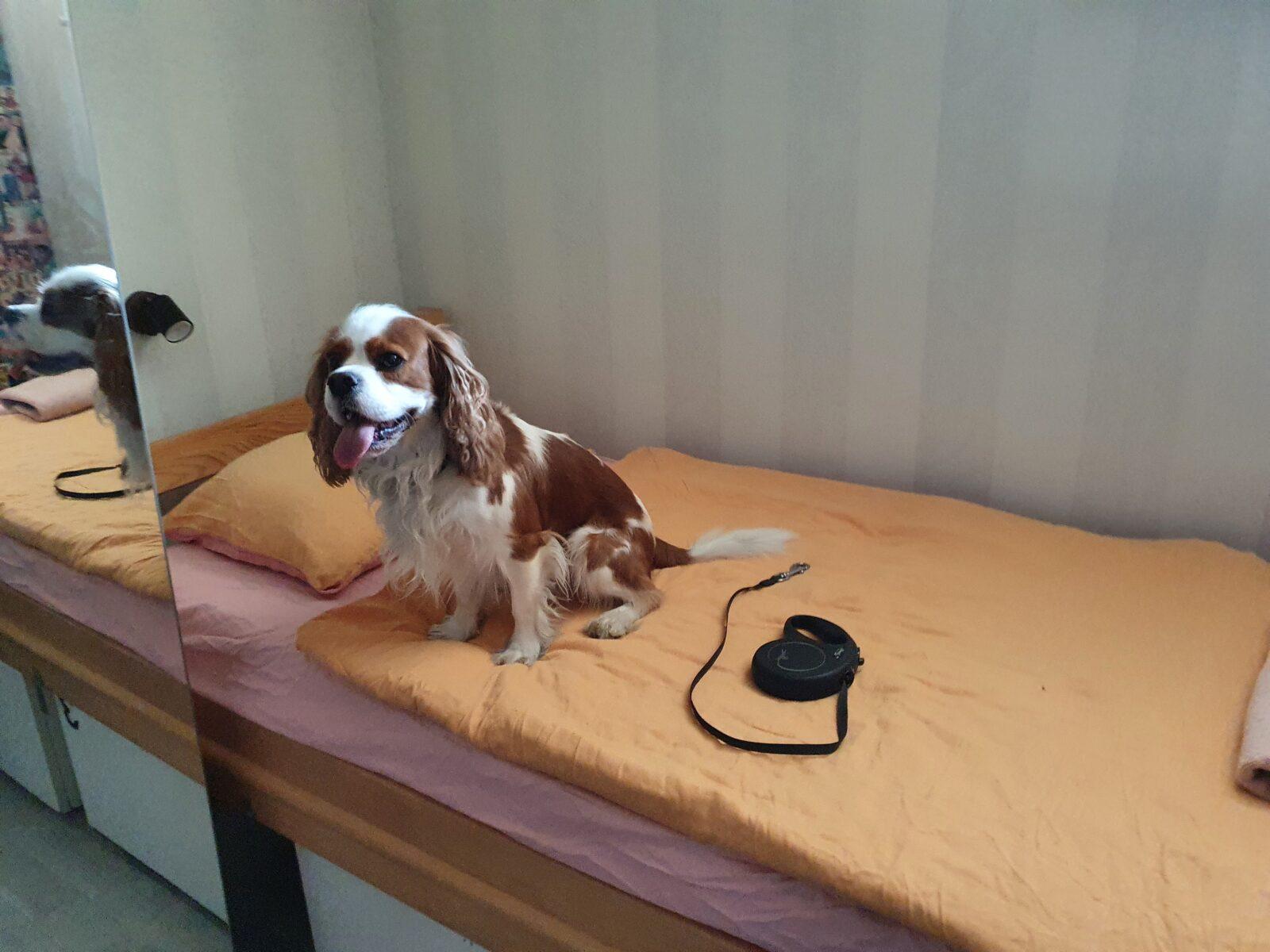Pet Friendly Croatia