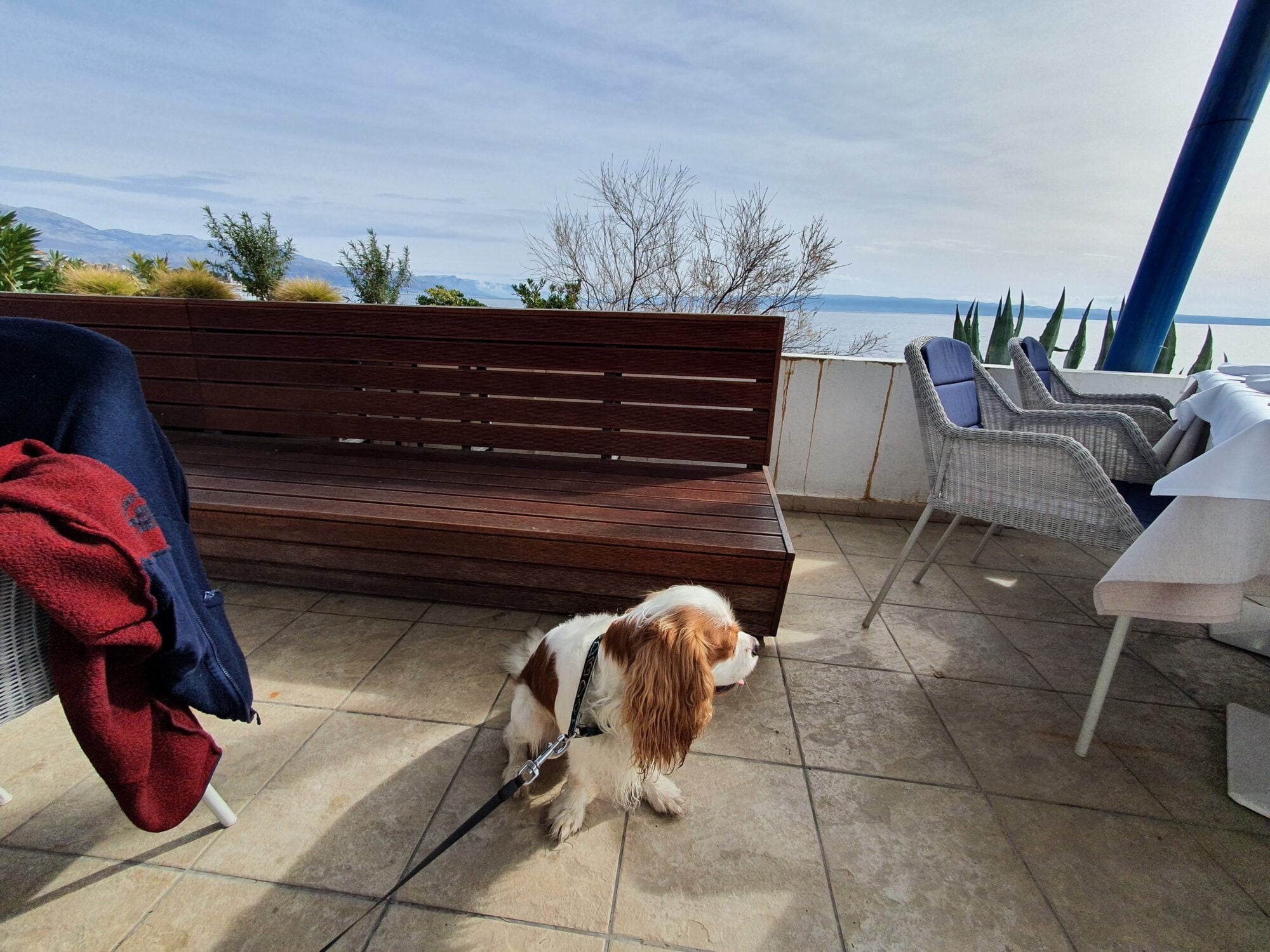 Adriatic Grašo - Dog Friendly