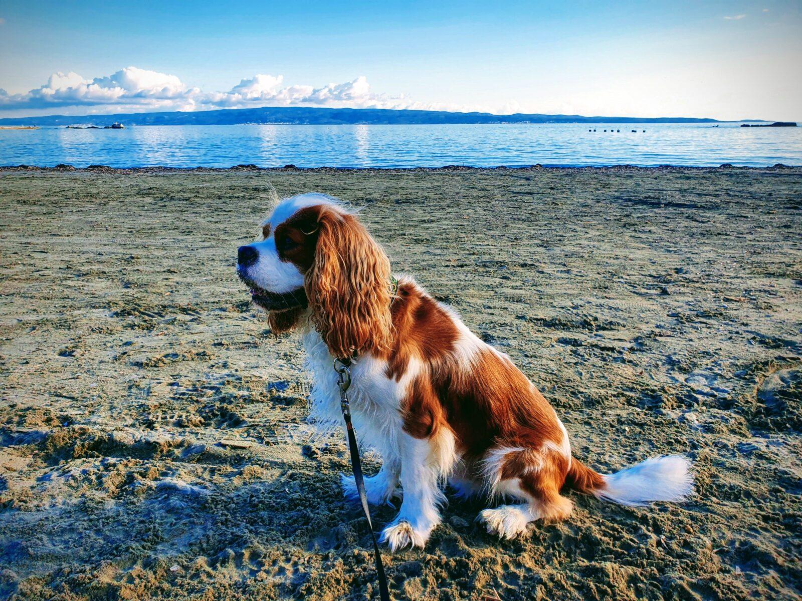 Bacvice Beach Dogs