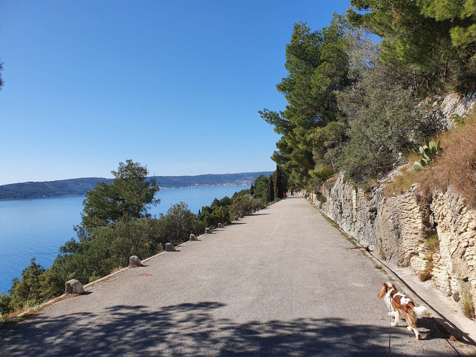 Dog Walk