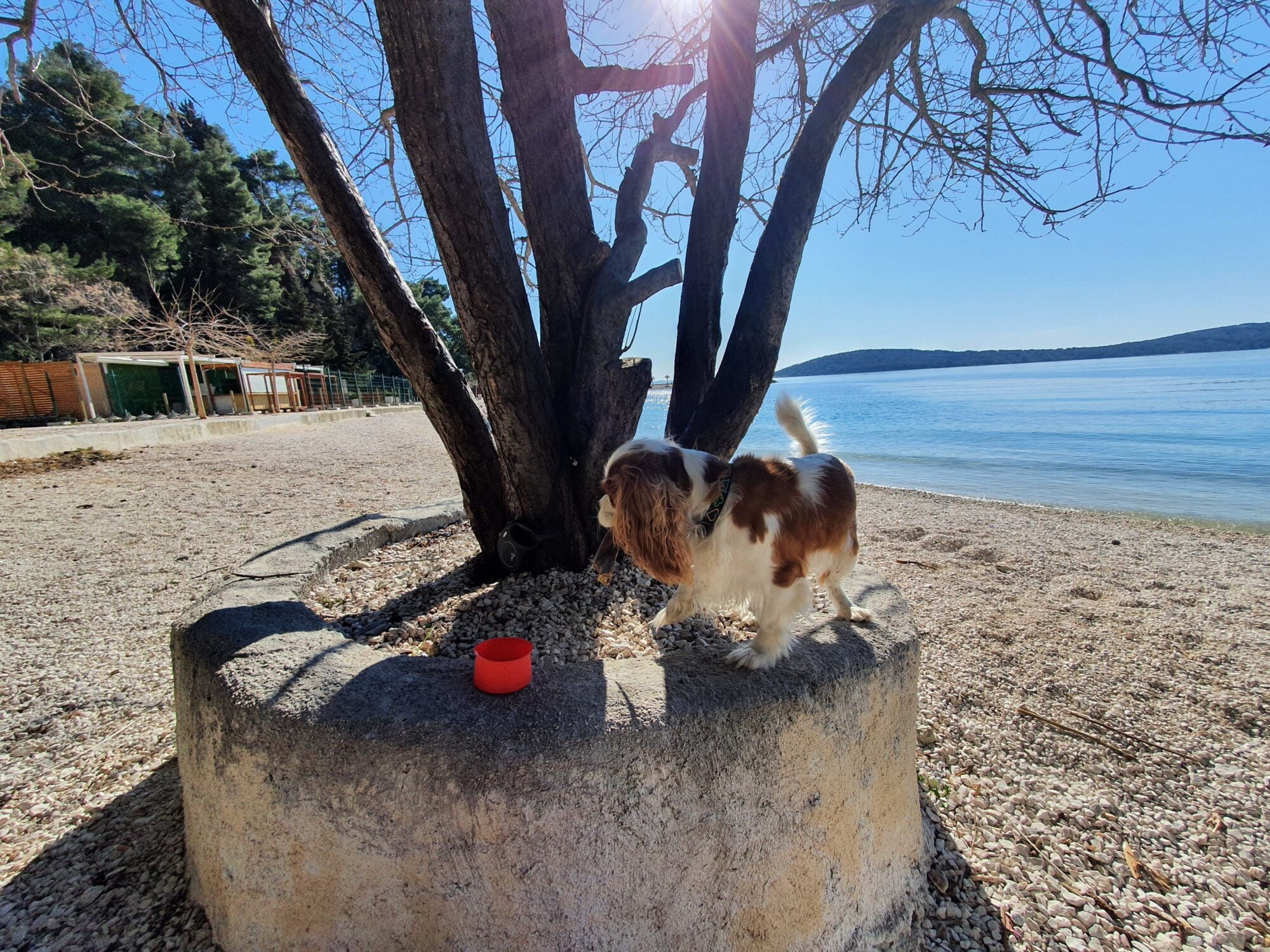 Kasjuni Beach Dog