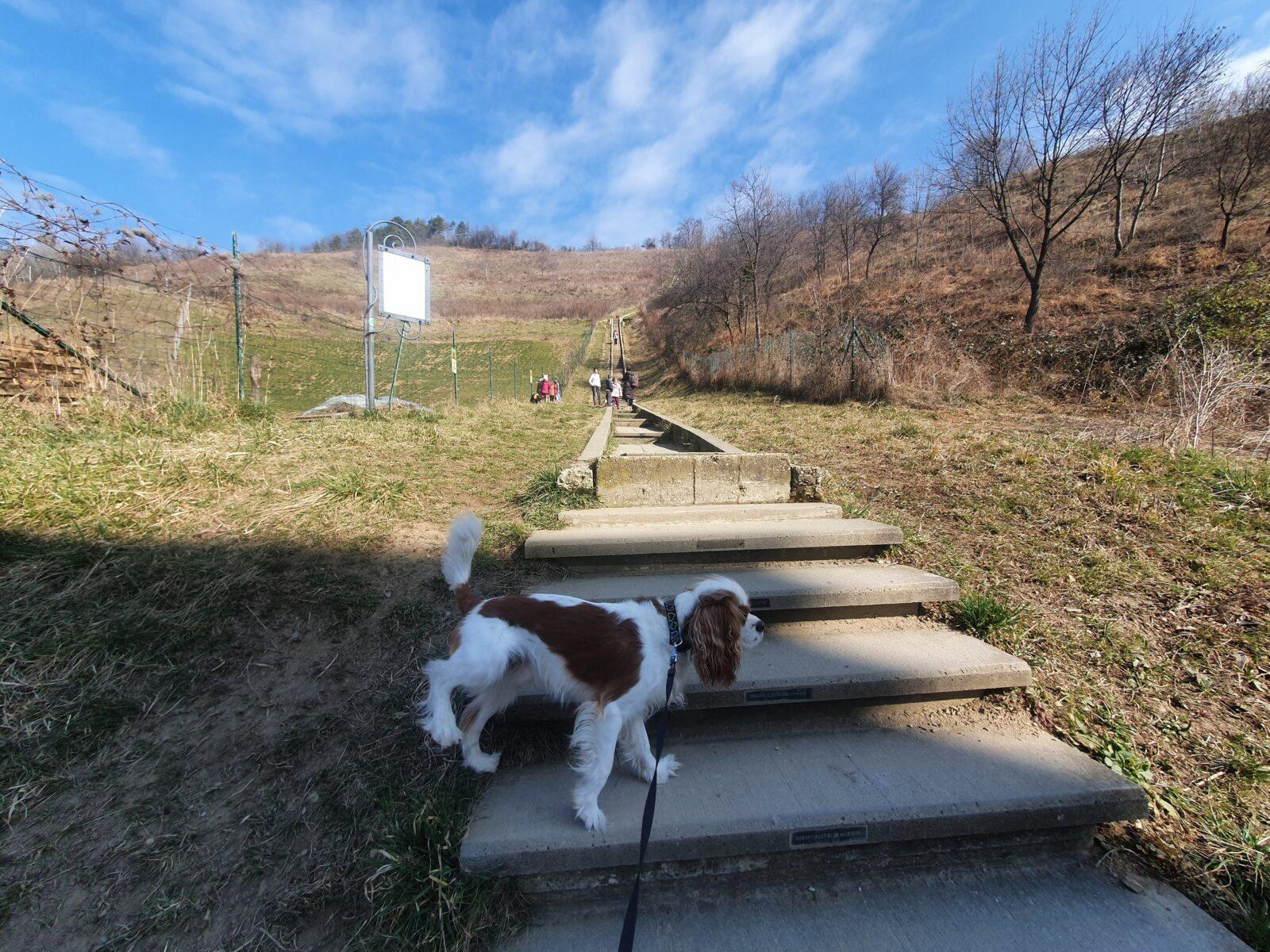 Steps into hills
