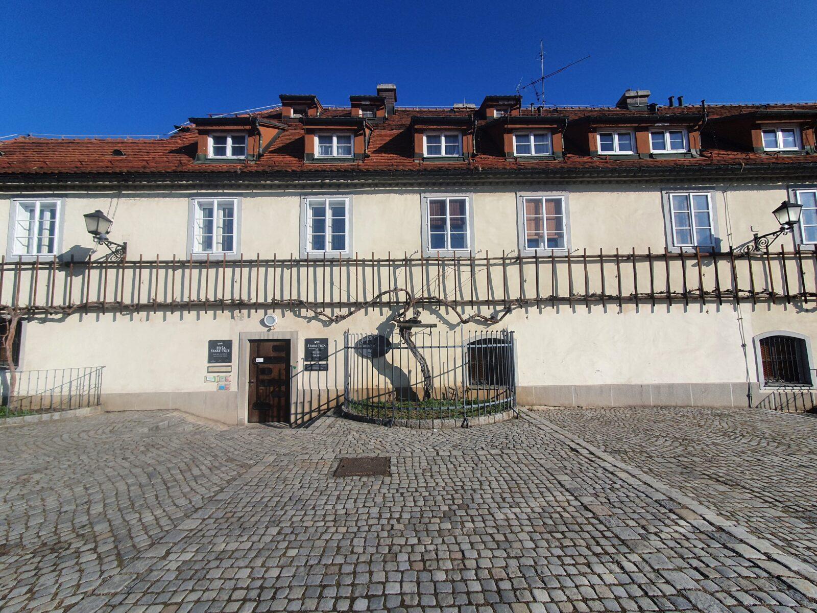 The Old Vine House Maribor