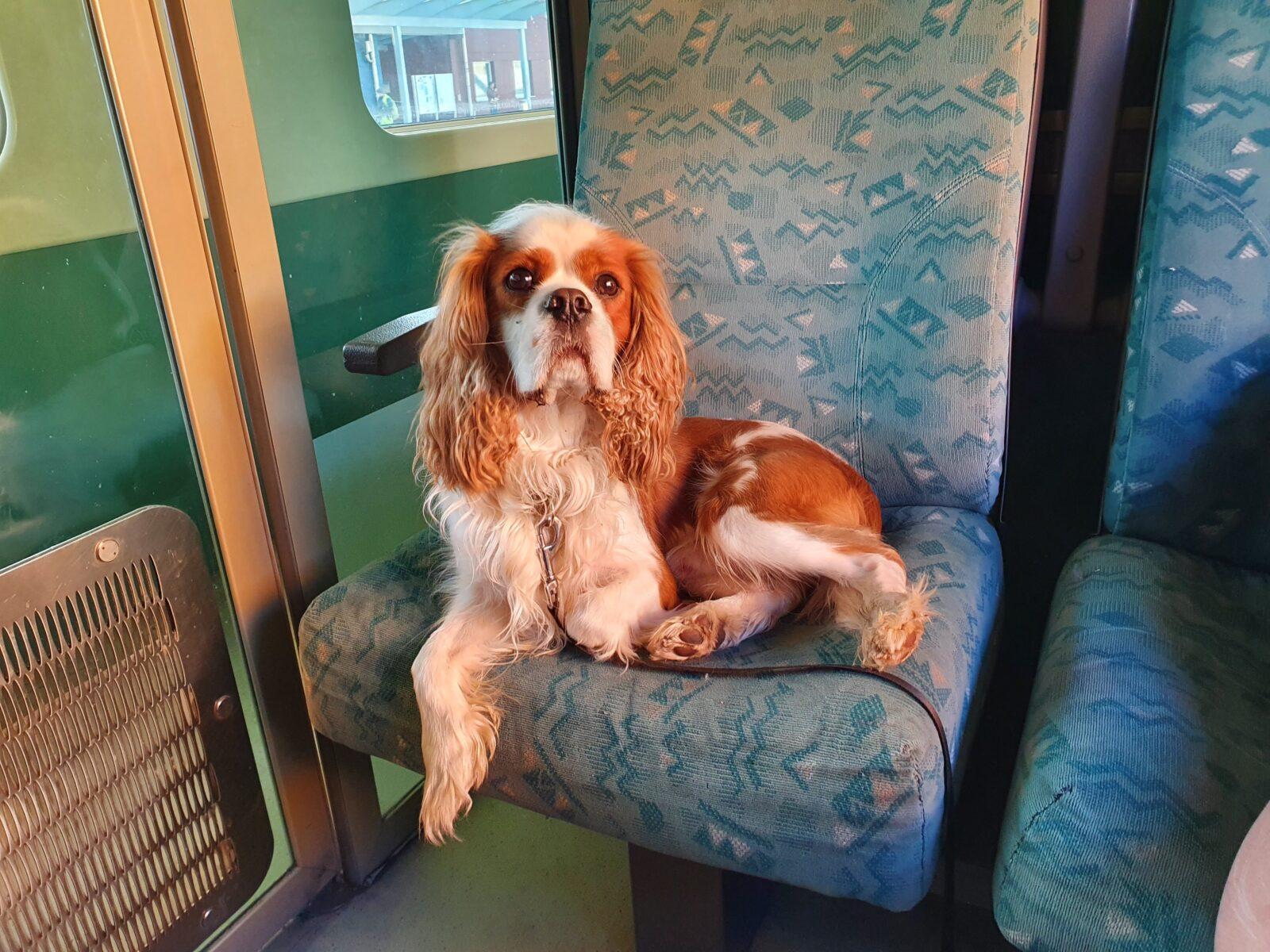 Train to Slovenia