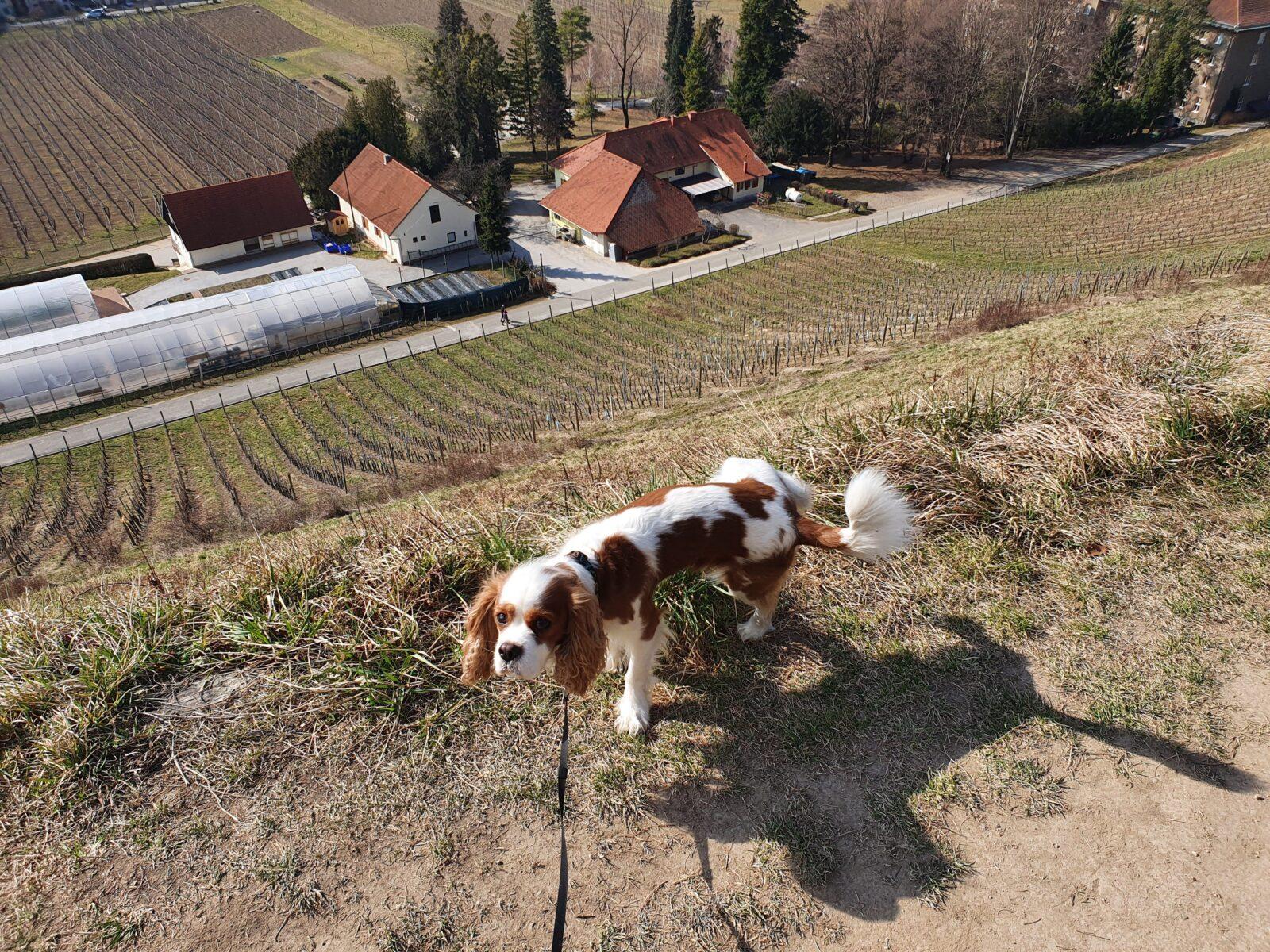 Vineyard Dog Walk Maribor