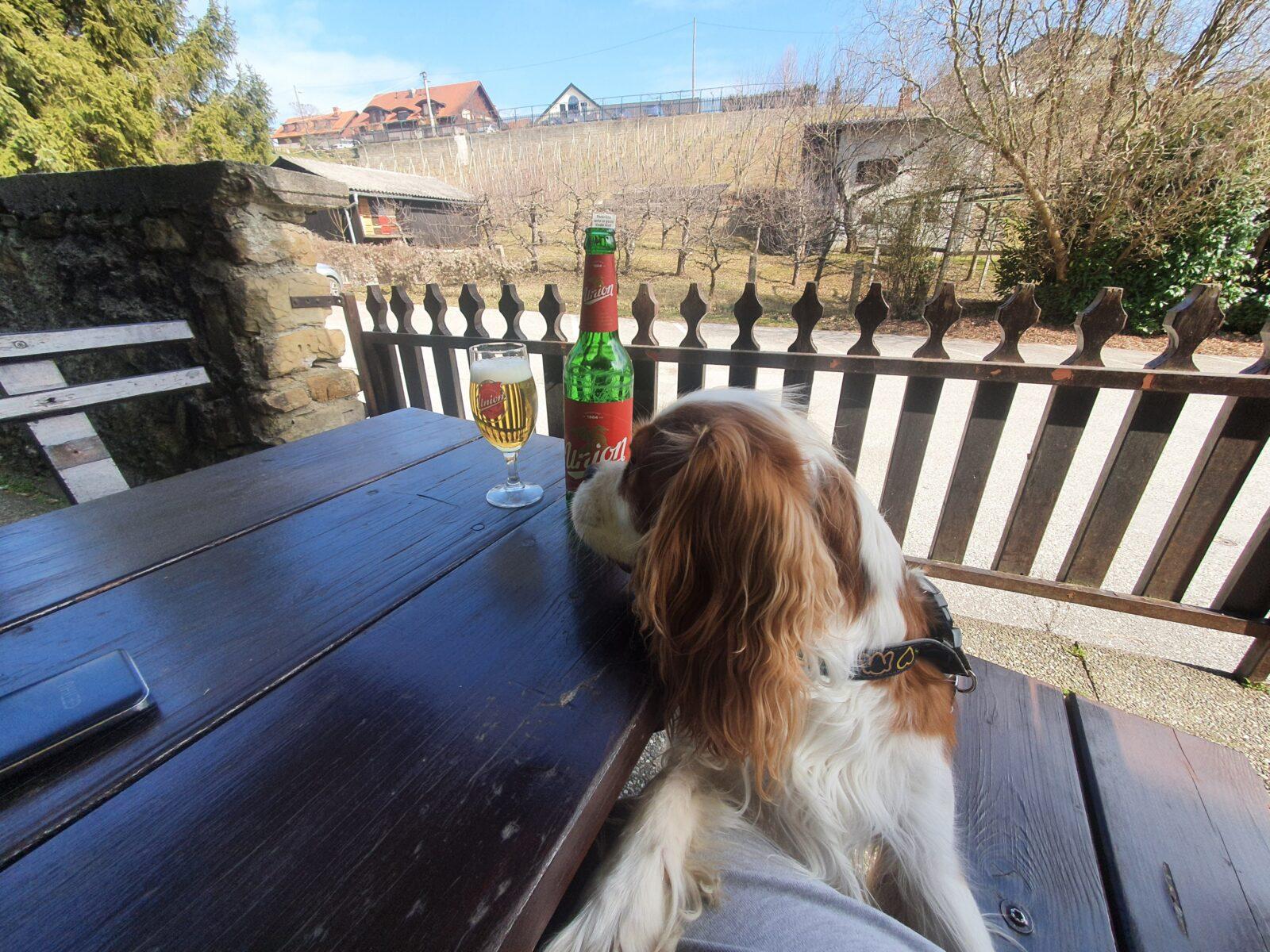 Vinska klet Za Kalvarijo Peter Brigadir s.p. Dog Friendly
