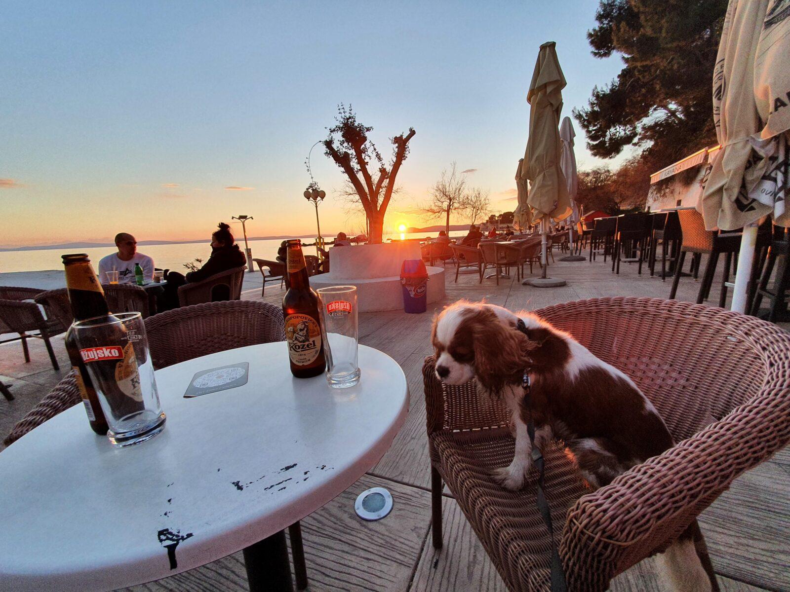 Dog Sunset