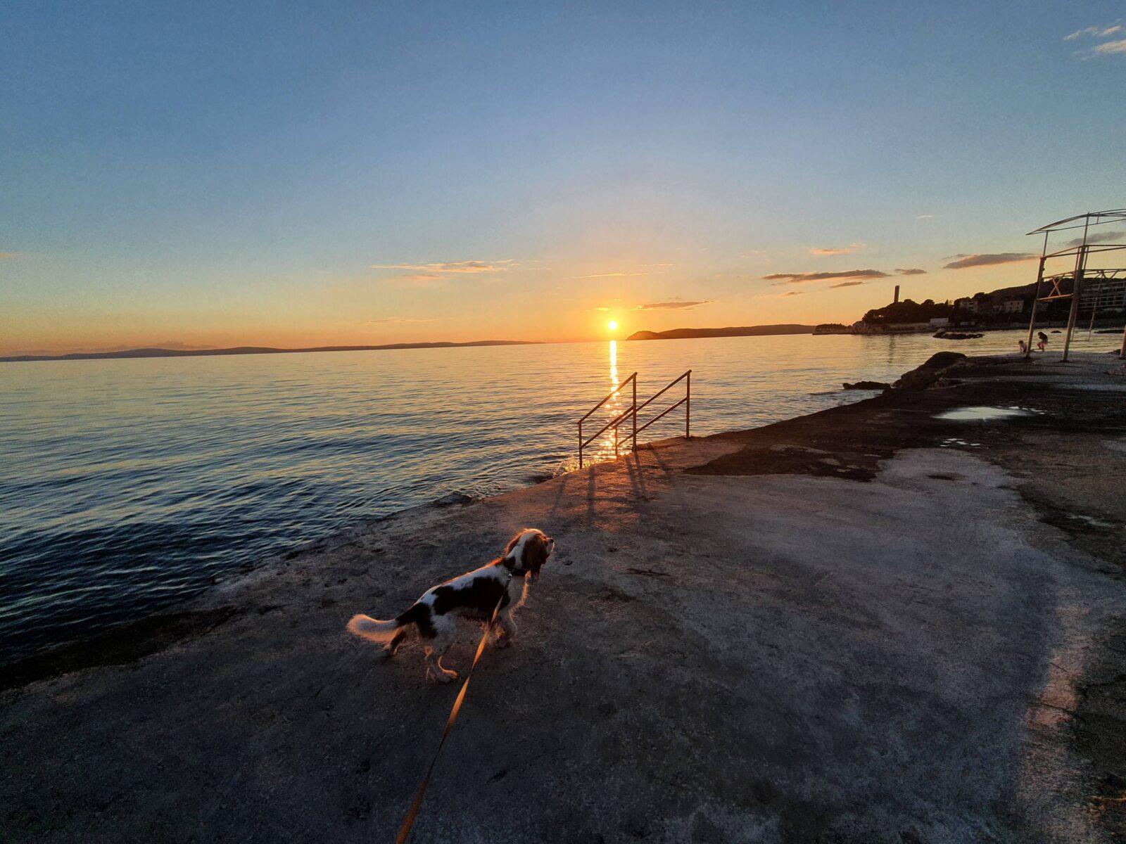 Dog at Sunset