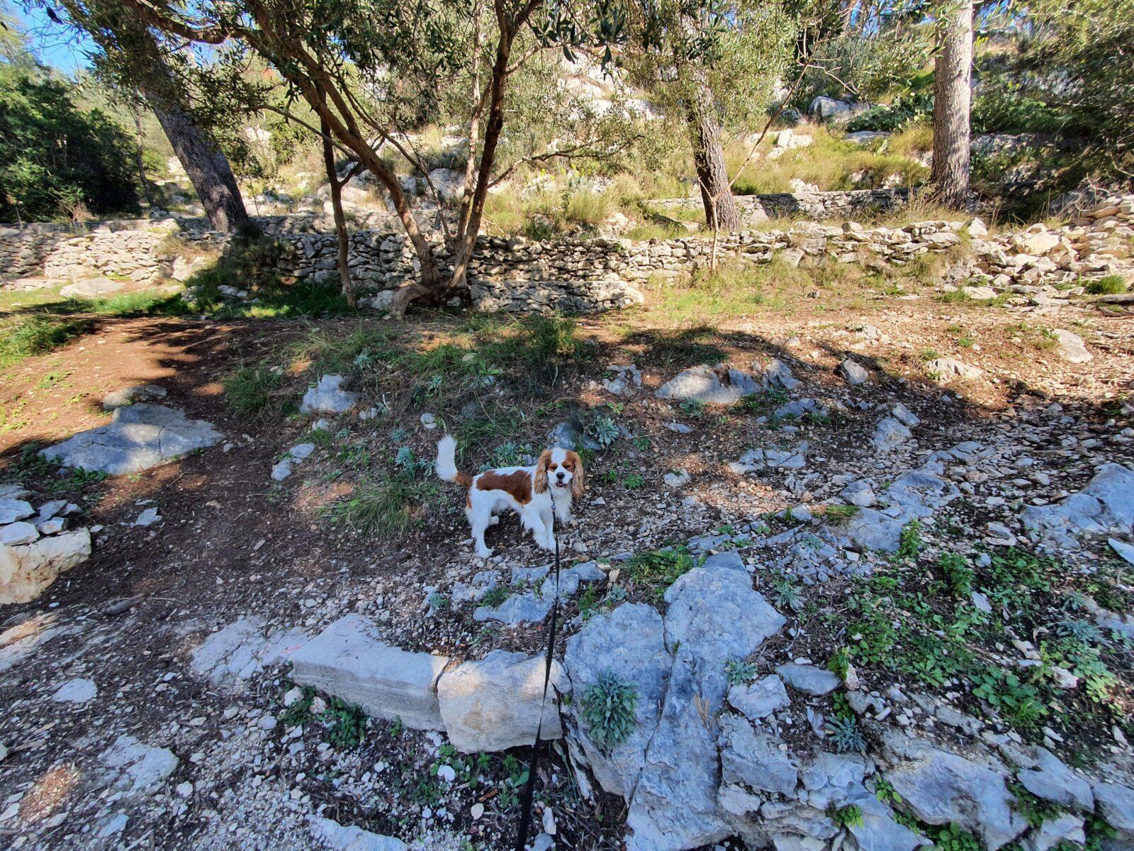 Marjan Hill - dog walk
