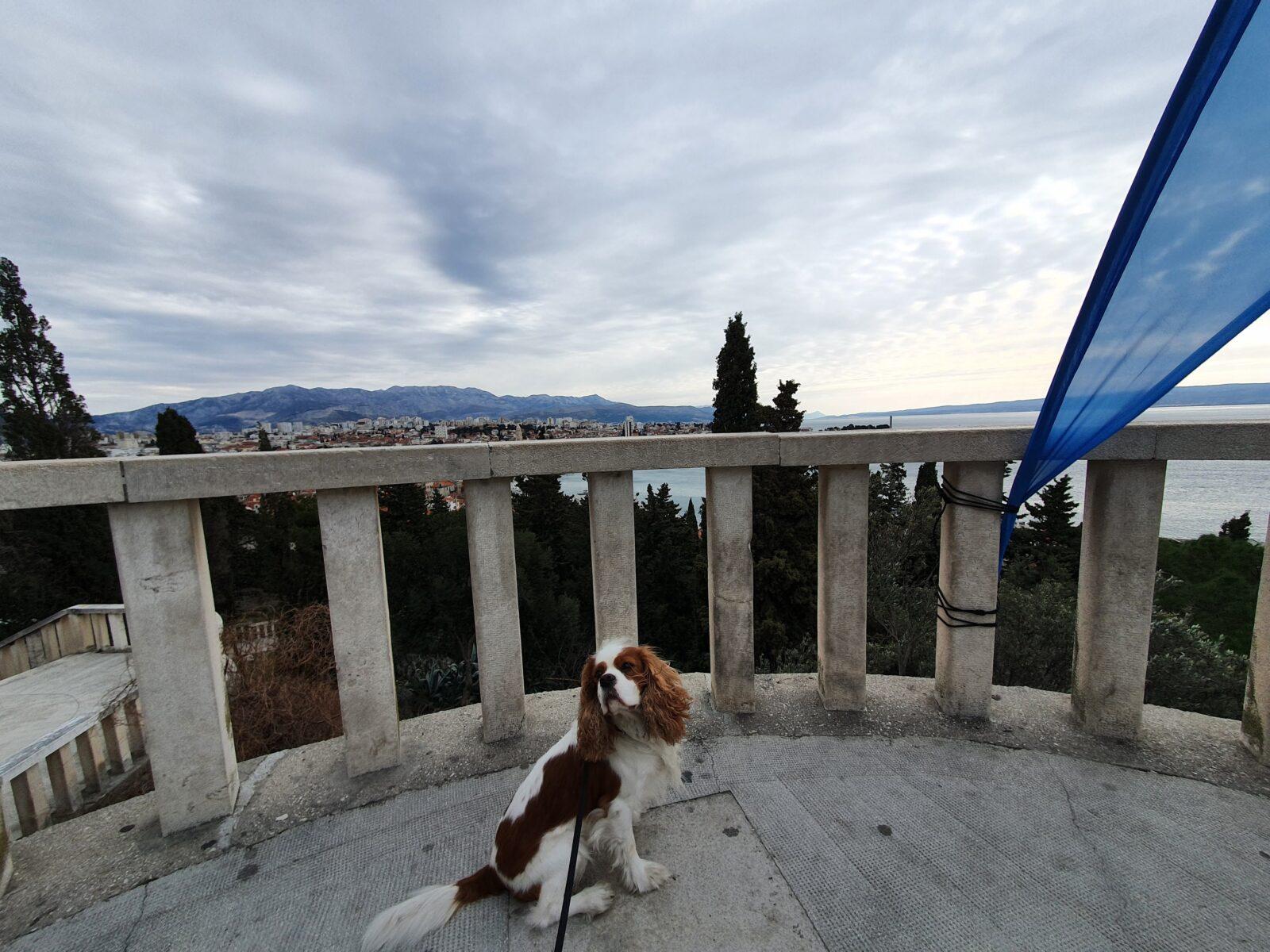 Marjan Viewpoint Dog