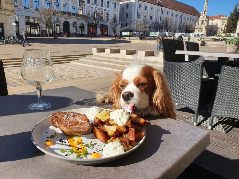 Dog Friendly Pecs in Hungary