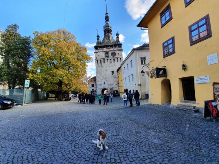 Dog Friendly Sighisoara