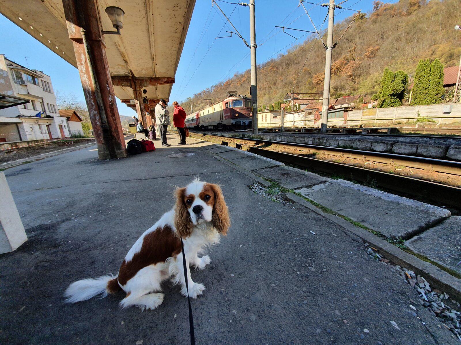 Dog Sighisoara train station