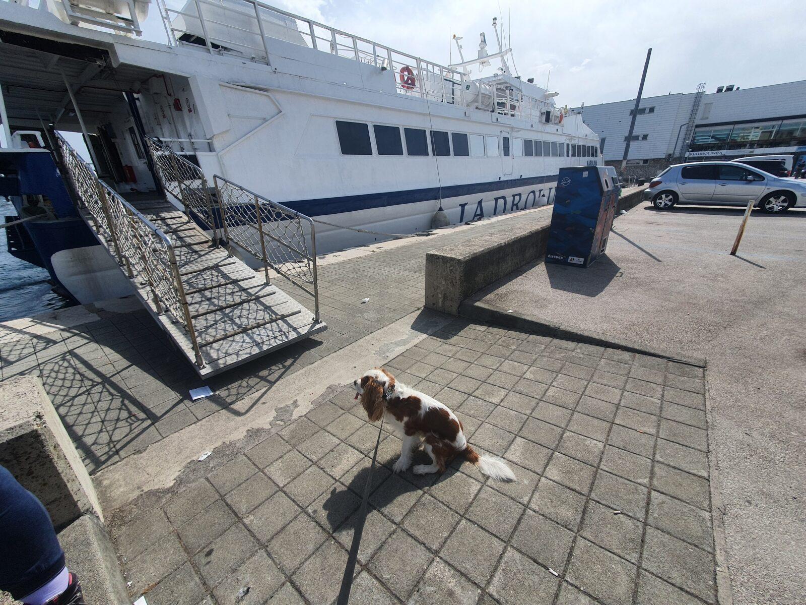 Ferry with a dog in Croatia