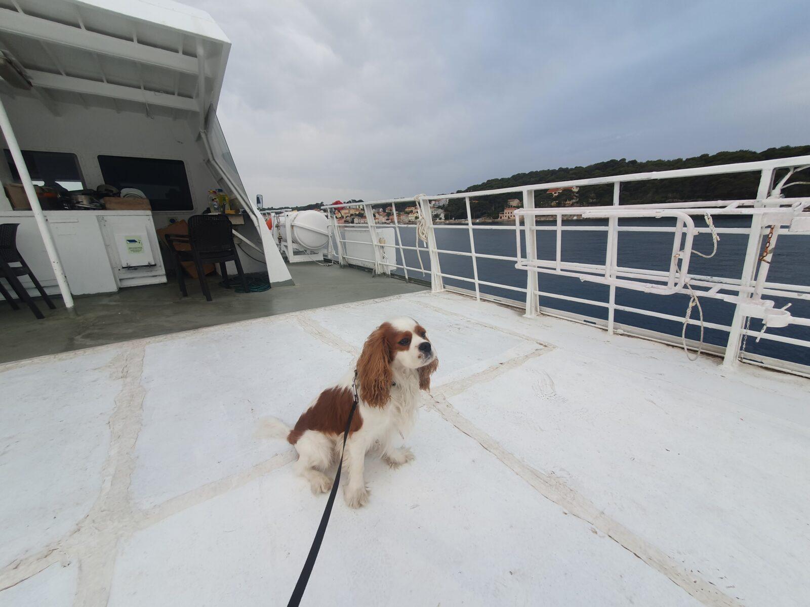 Dog friendly catamaran