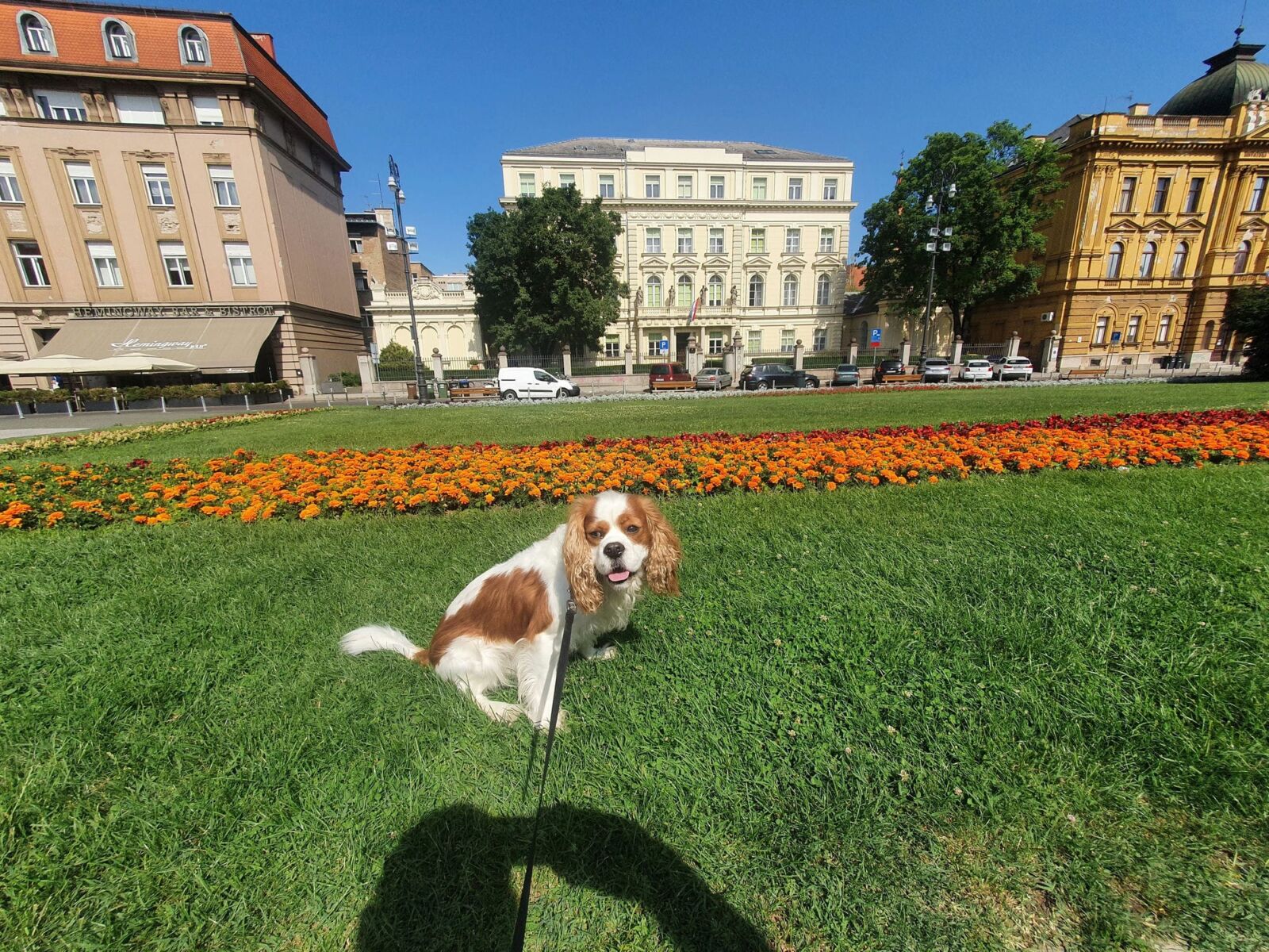 Architecture Dog Walk