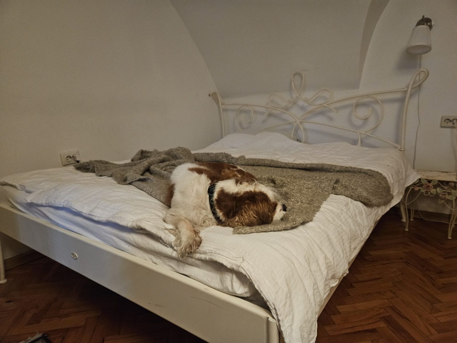 Baroque Dog