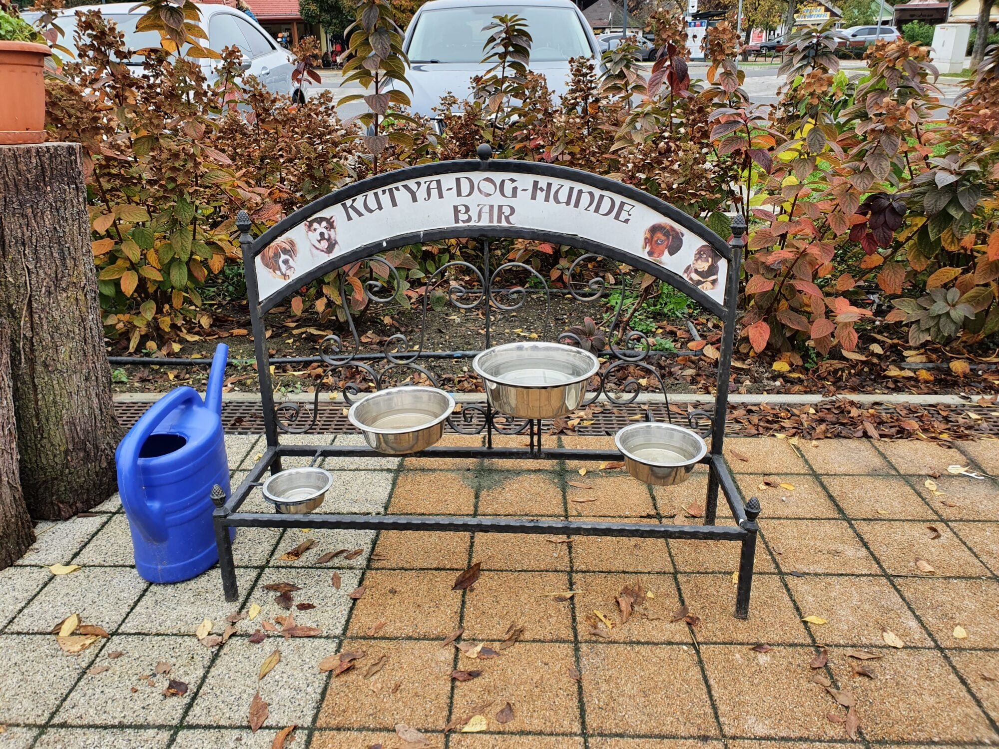 Dog Bar