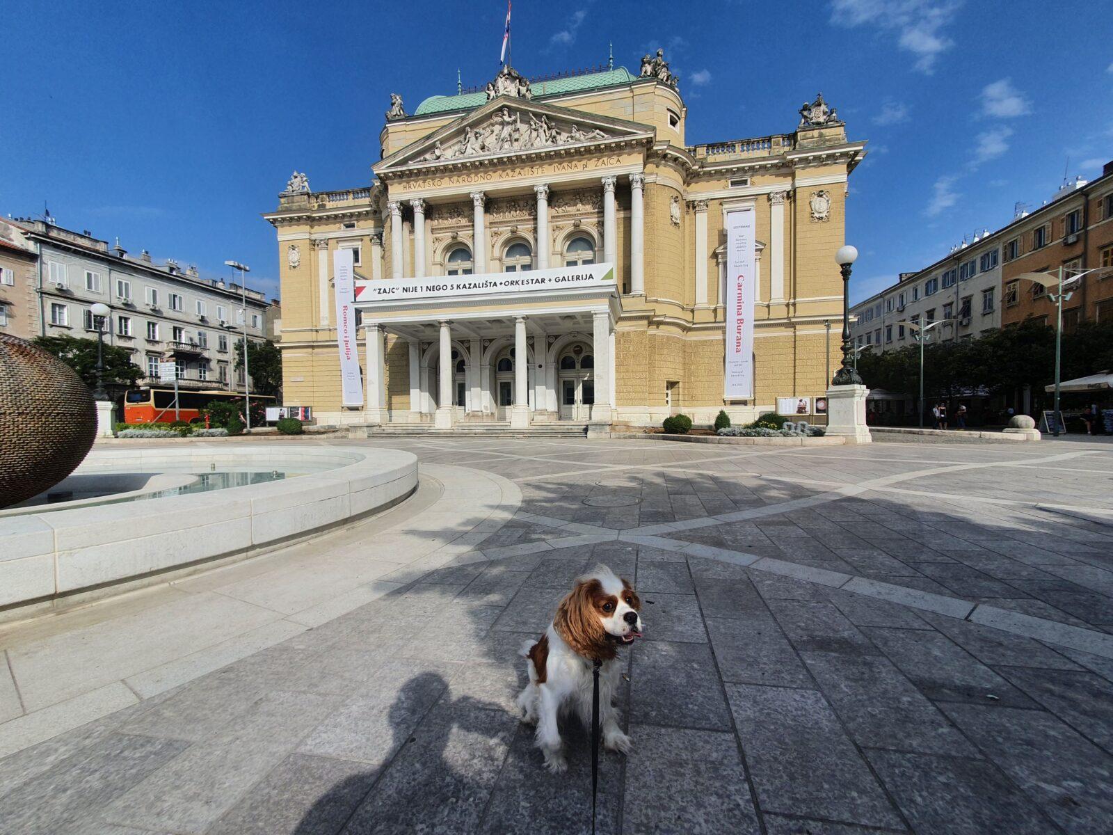 Dog Theatre