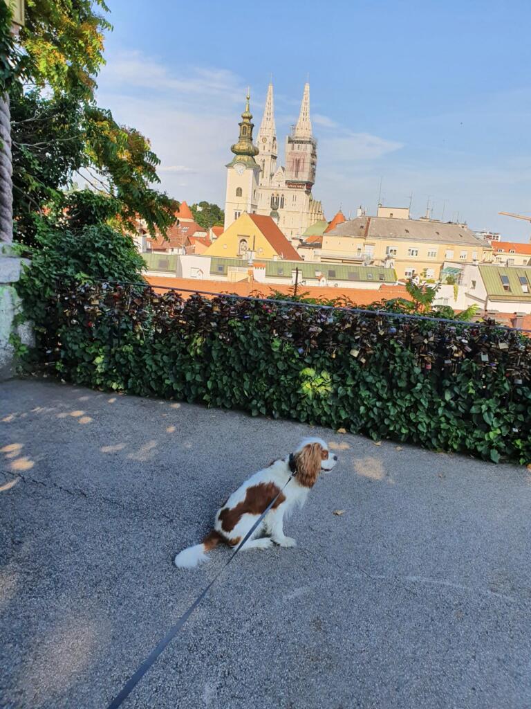 Panoramic View-Point of Zagreb Dog