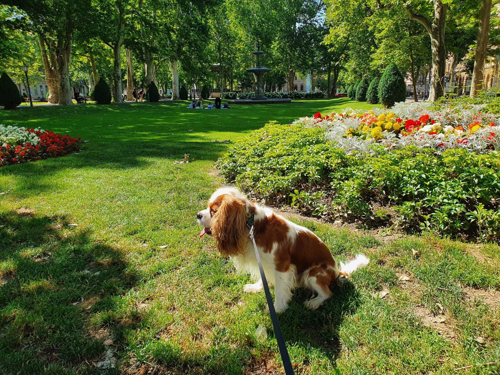 Park Zrinjevac Dog