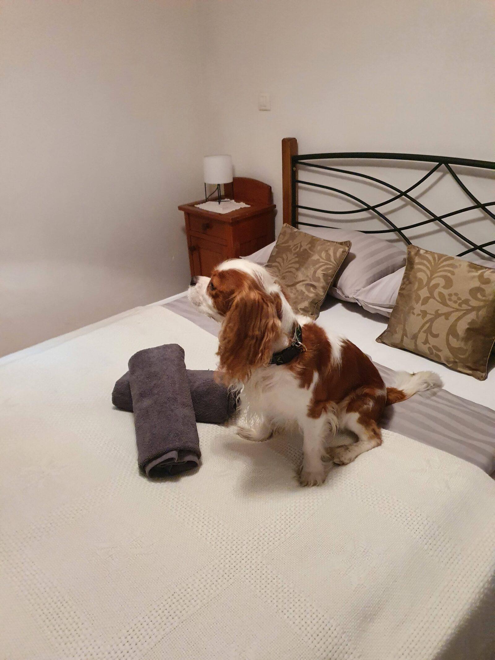 Apartmani Belvedere Fužine Dog Friendly