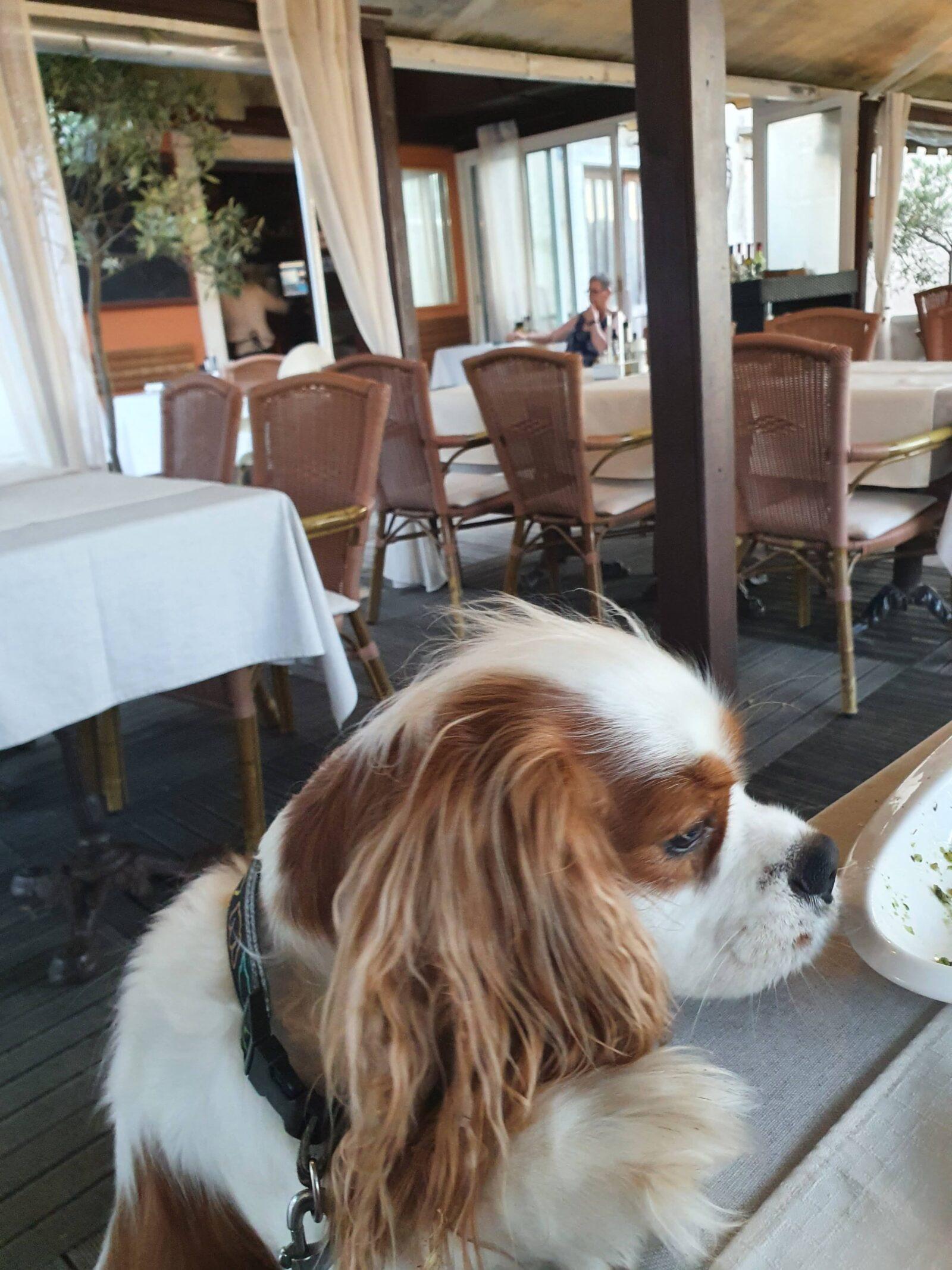 Buffet Porto Dog Friendly Restaurant in Mali Losinj