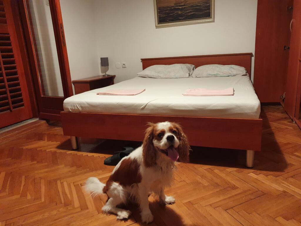 Dog Friendly Accomodation - Apartments Jovic