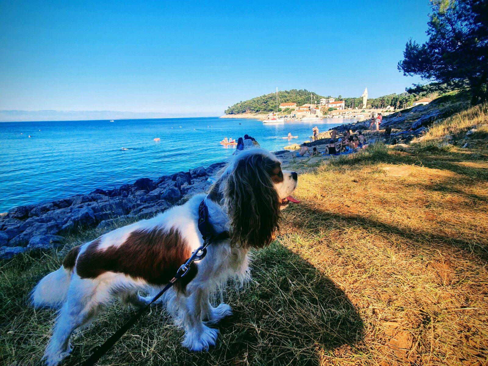 Dog Friendly Mali Losinj